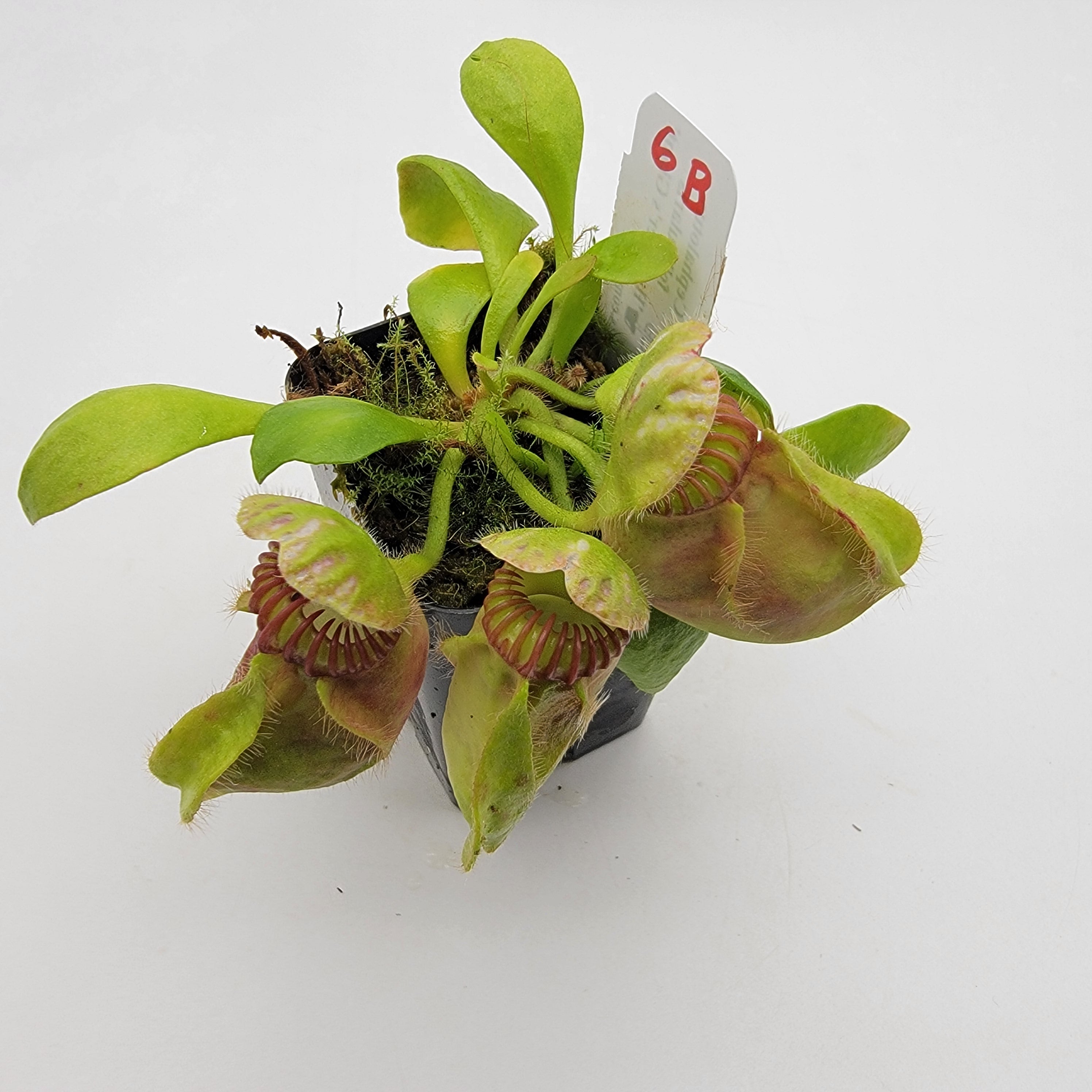 Cephalotus follicularis 'Hummer's Giant' WHG (1B-20B) -Cephalotus -Rainbow Carnivorous Plants LLC