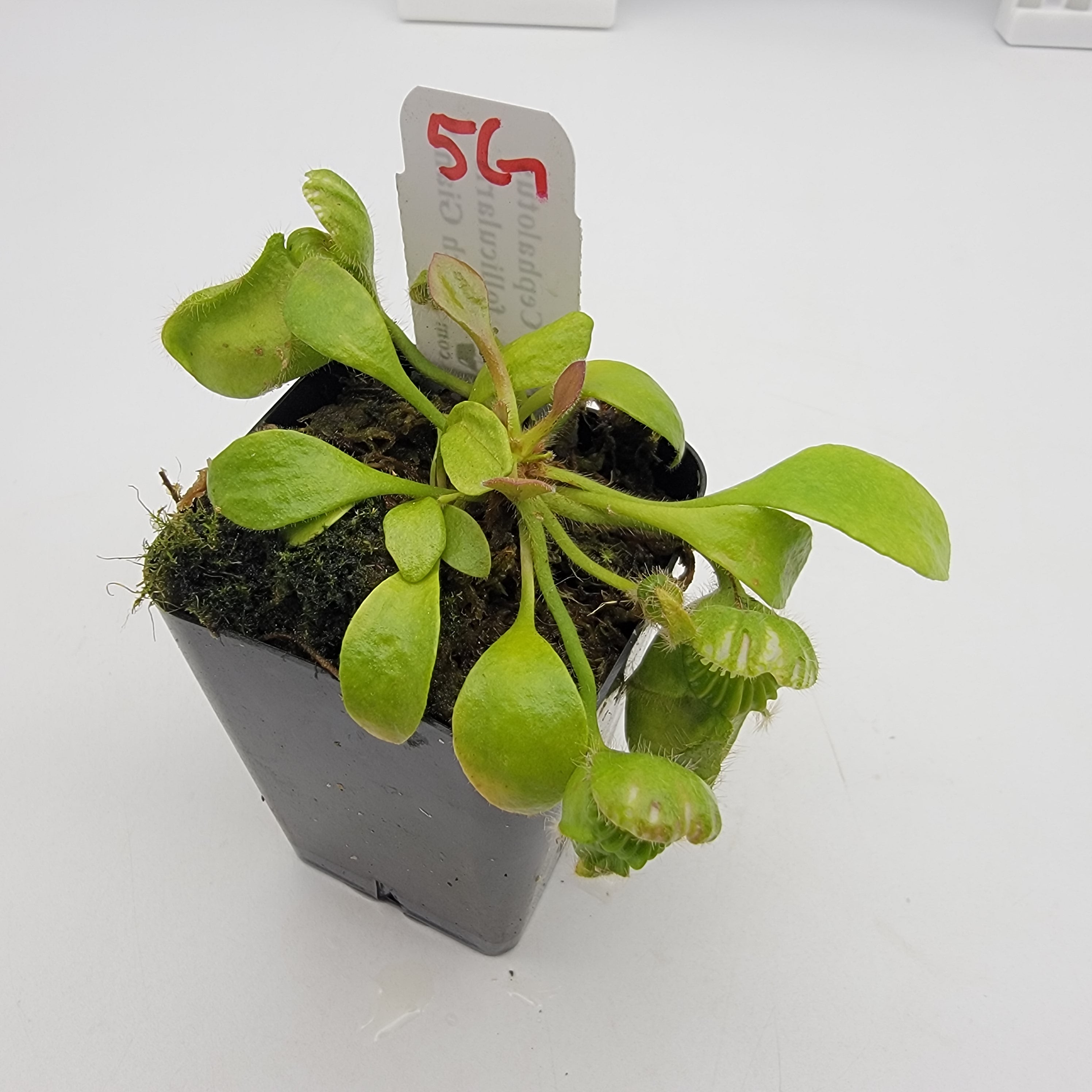 Cephalotus follicularis "Czech Giant" (WCZG-4G/12G) -Cephalotus -Rainbow Carnivorous Plants LLC