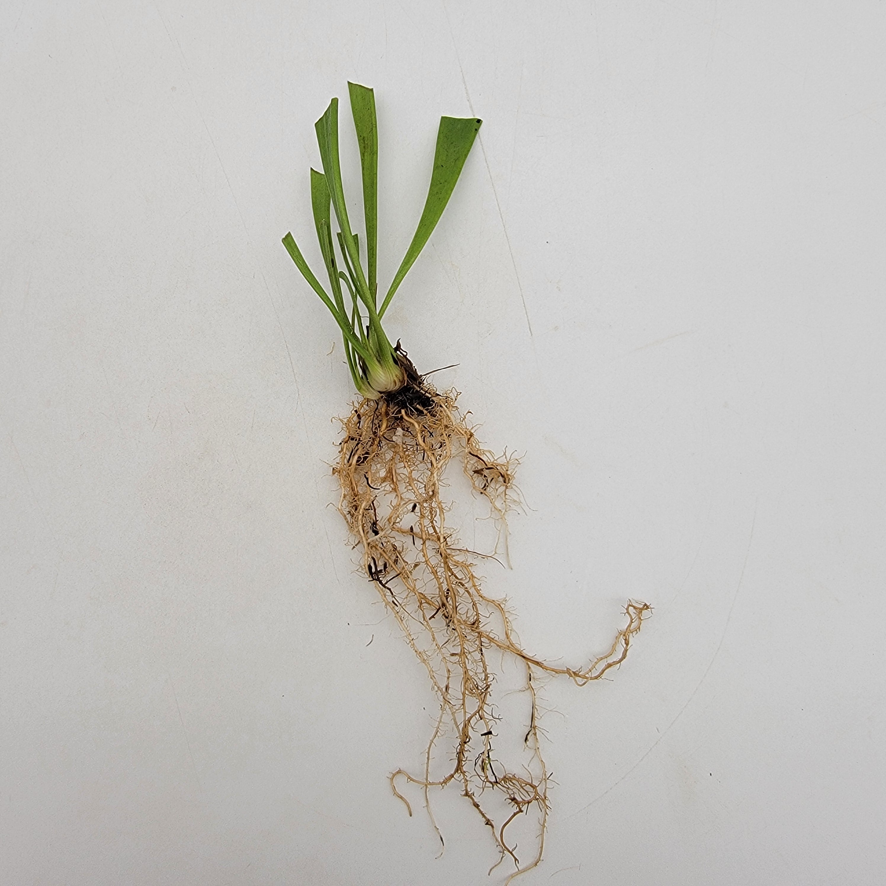 Sarracenia hybrid bare-root (No ID)