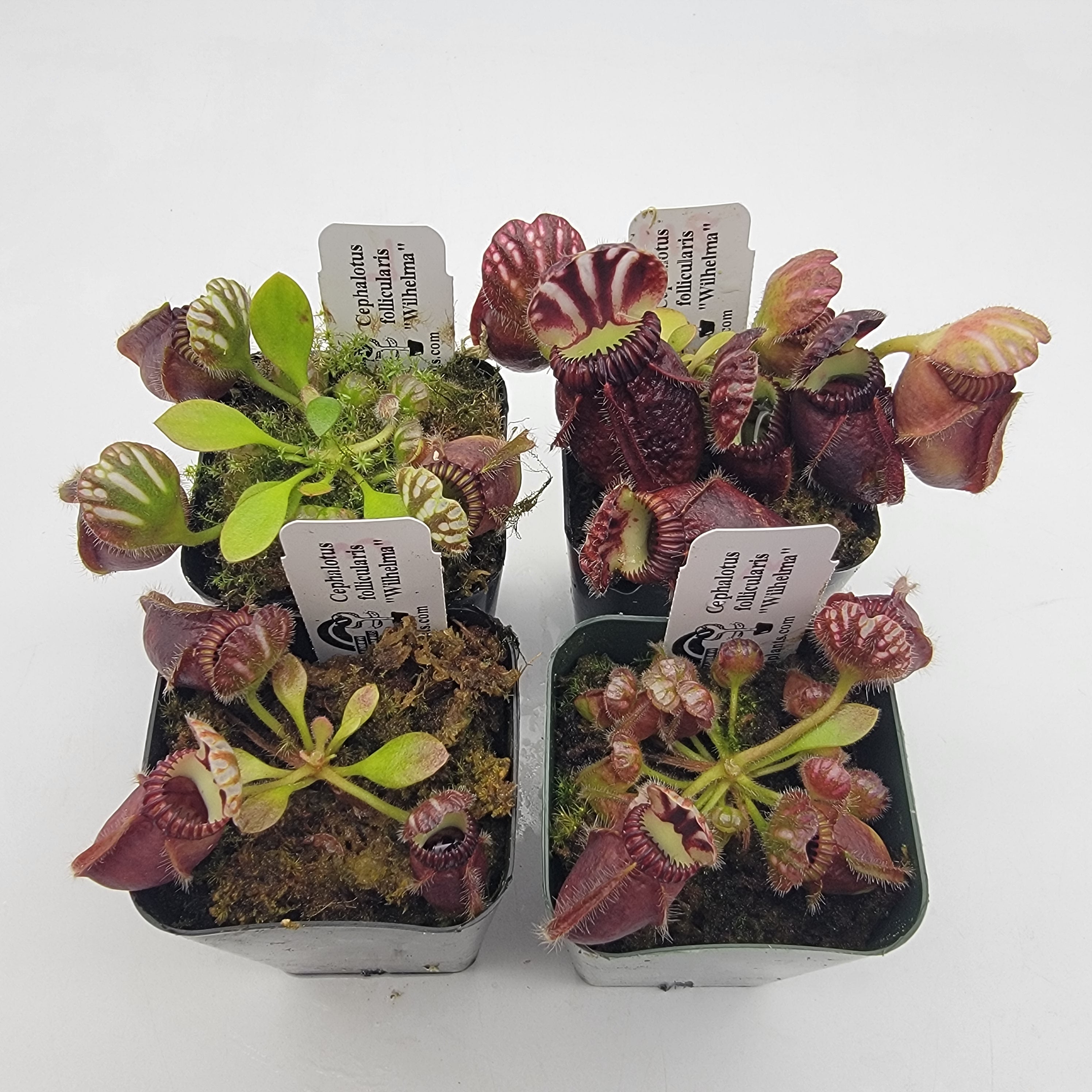 Cephalotus follicularis "Wilhelma" size S/M/L/XL -Cephalotus -Rainbow Carnivorous Plants LLC