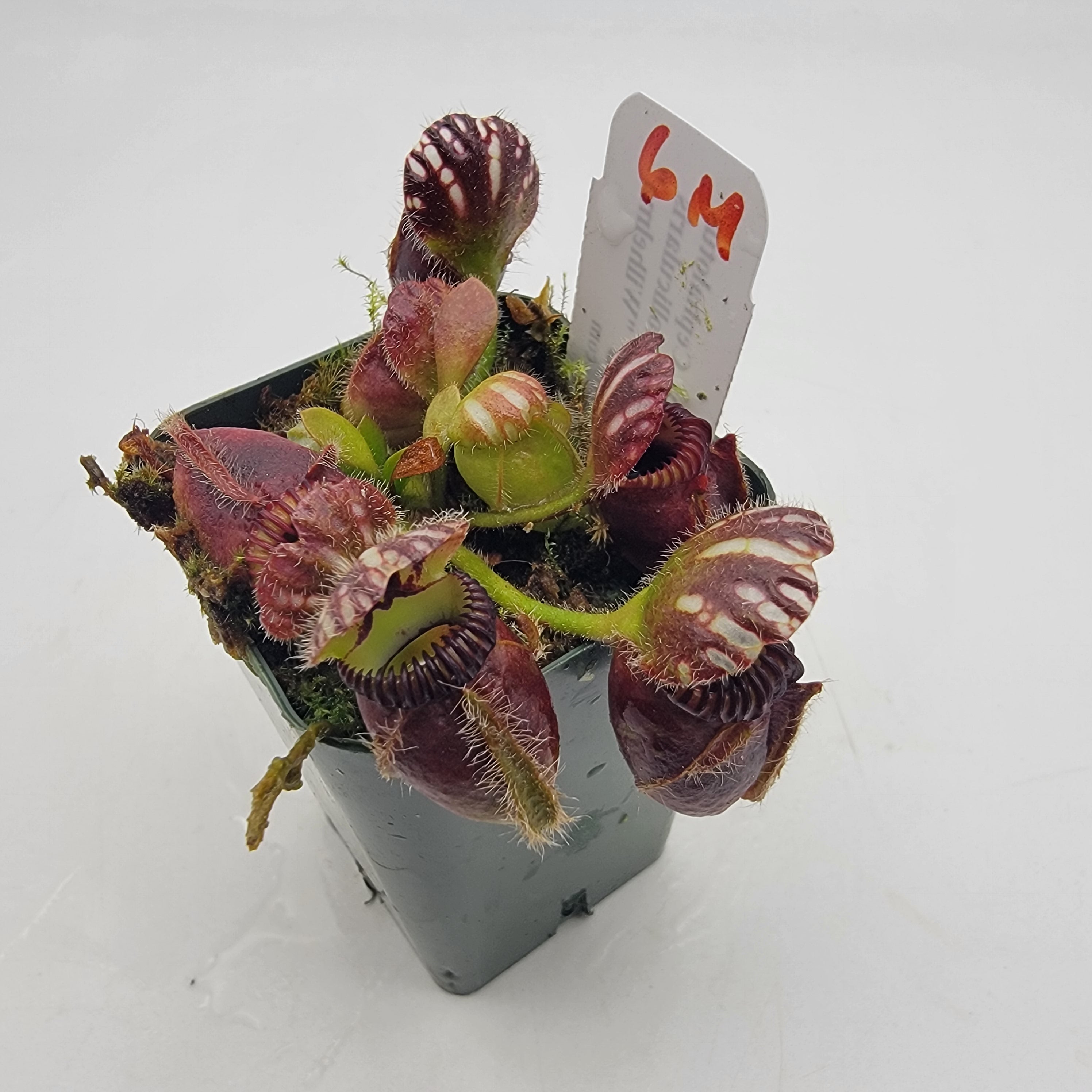 Cephalotus follicularis "Wilhelma" -Cephalotus -Rainbow Carnivorous Plants LLC