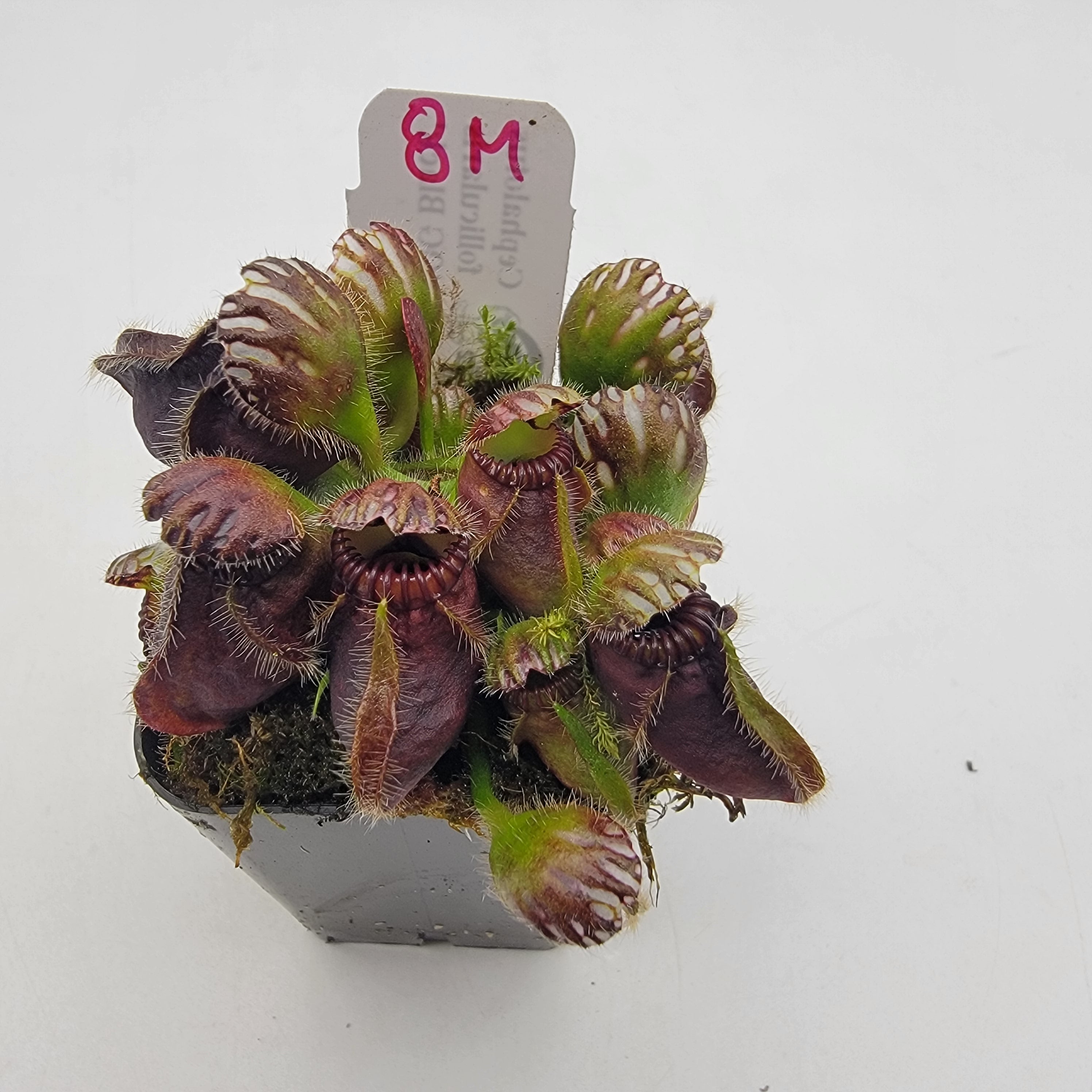 Cephalotus follicularis 'OG Black' WOG (1M-6M) -Cephalotus -Rainbow Carnivorous Plants LLC
