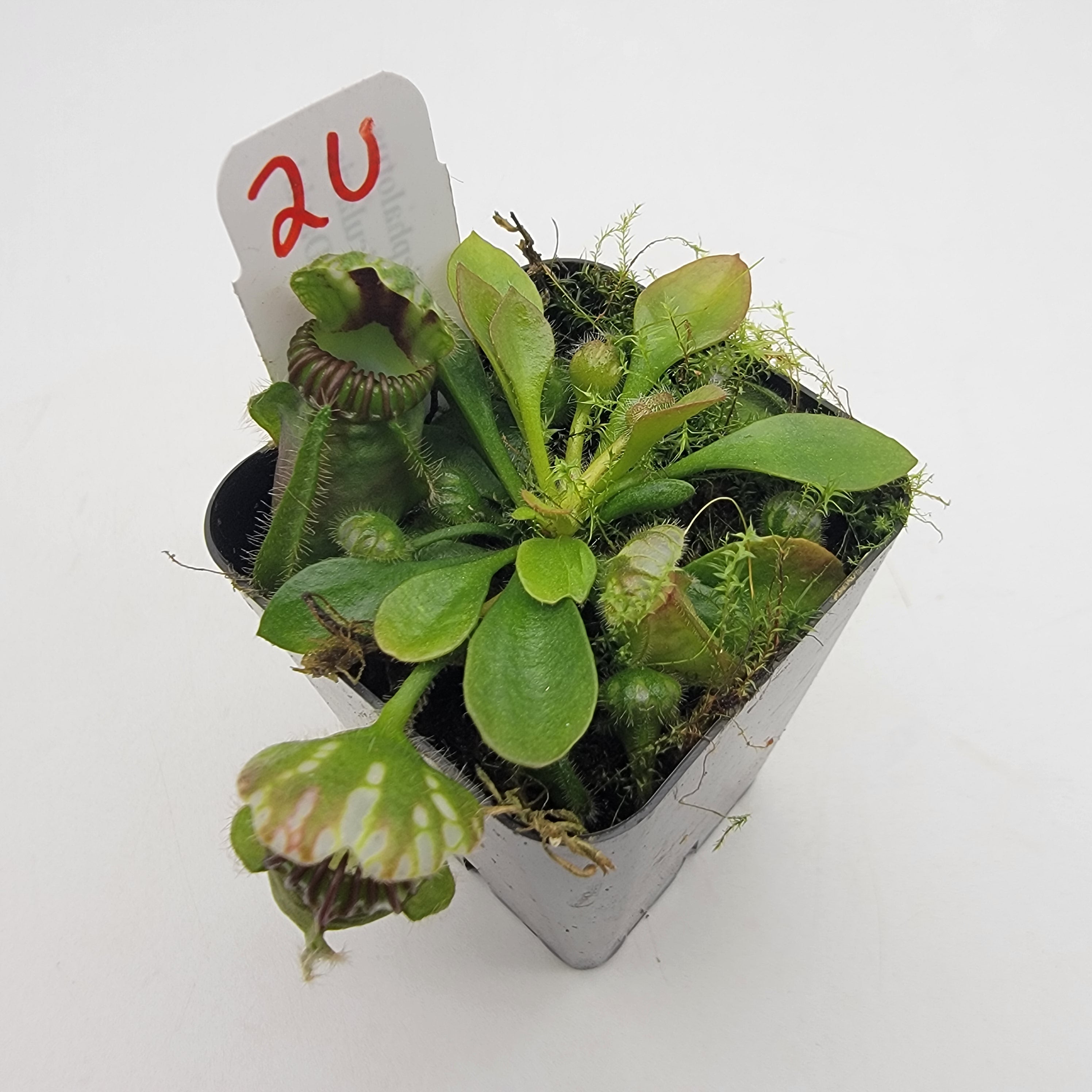 Cephalotus follicularis "UC Davis" -Cephalotus -Rainbow Carnivorous Plants LLC