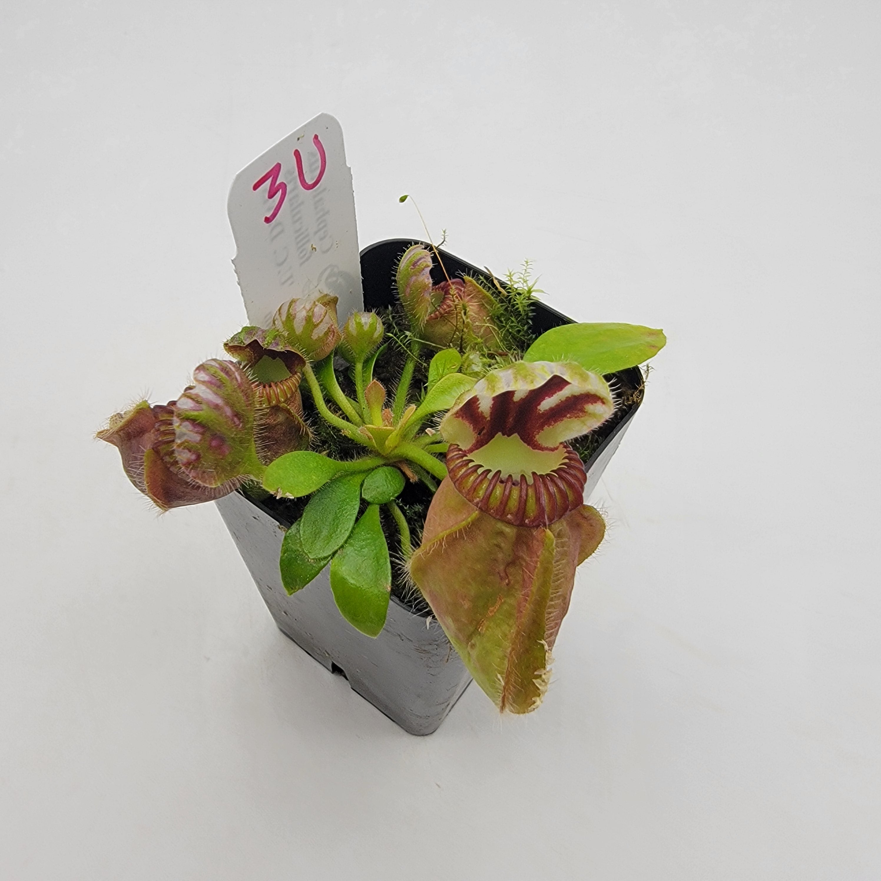 Cephalotus follicularis "UC Davis" -Cephalotus -Rainbow Carnivorous Plants LLC