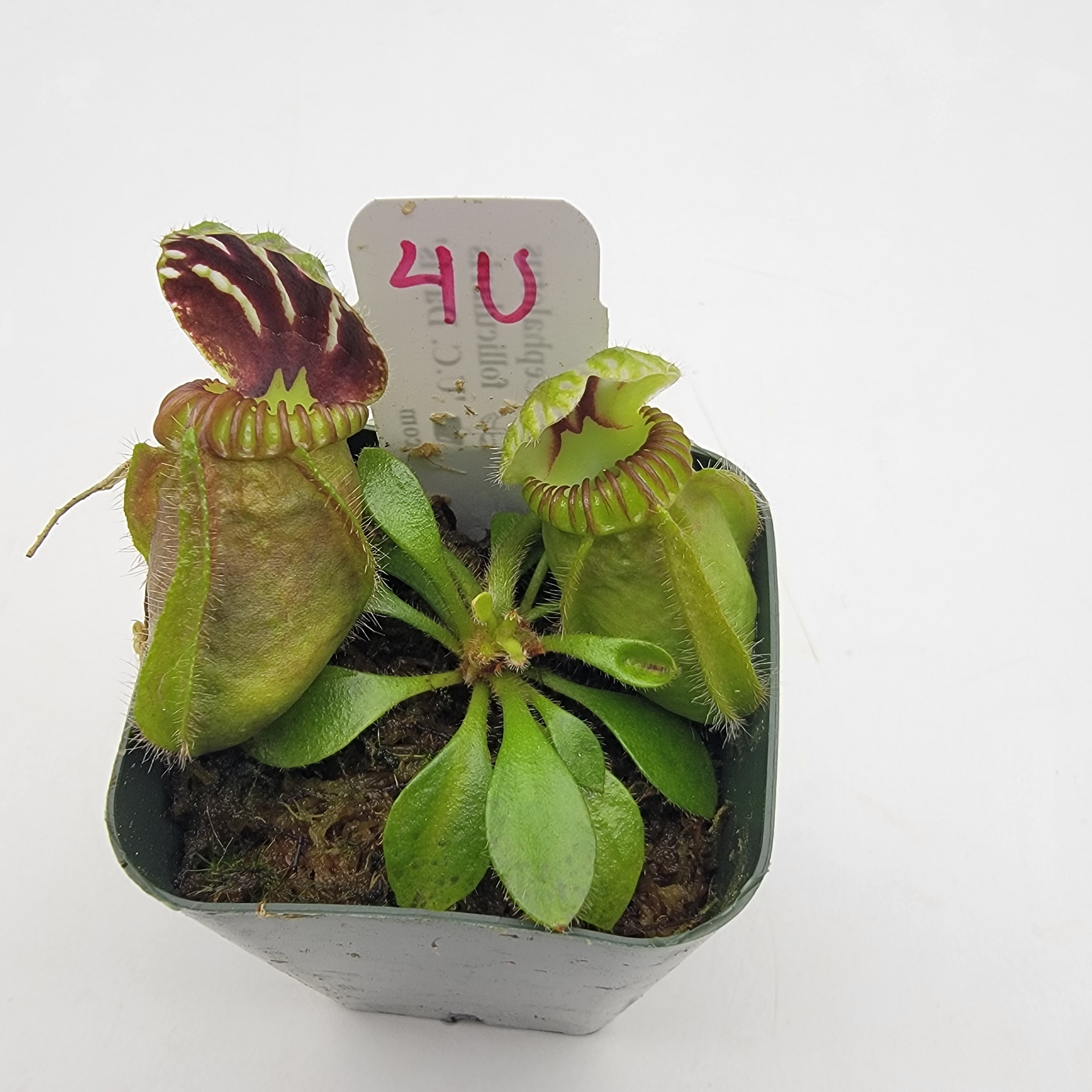 Cephalotus follicularis "UC Davis" -Cephalotus -Rainbow Carnivorous Plants LLC