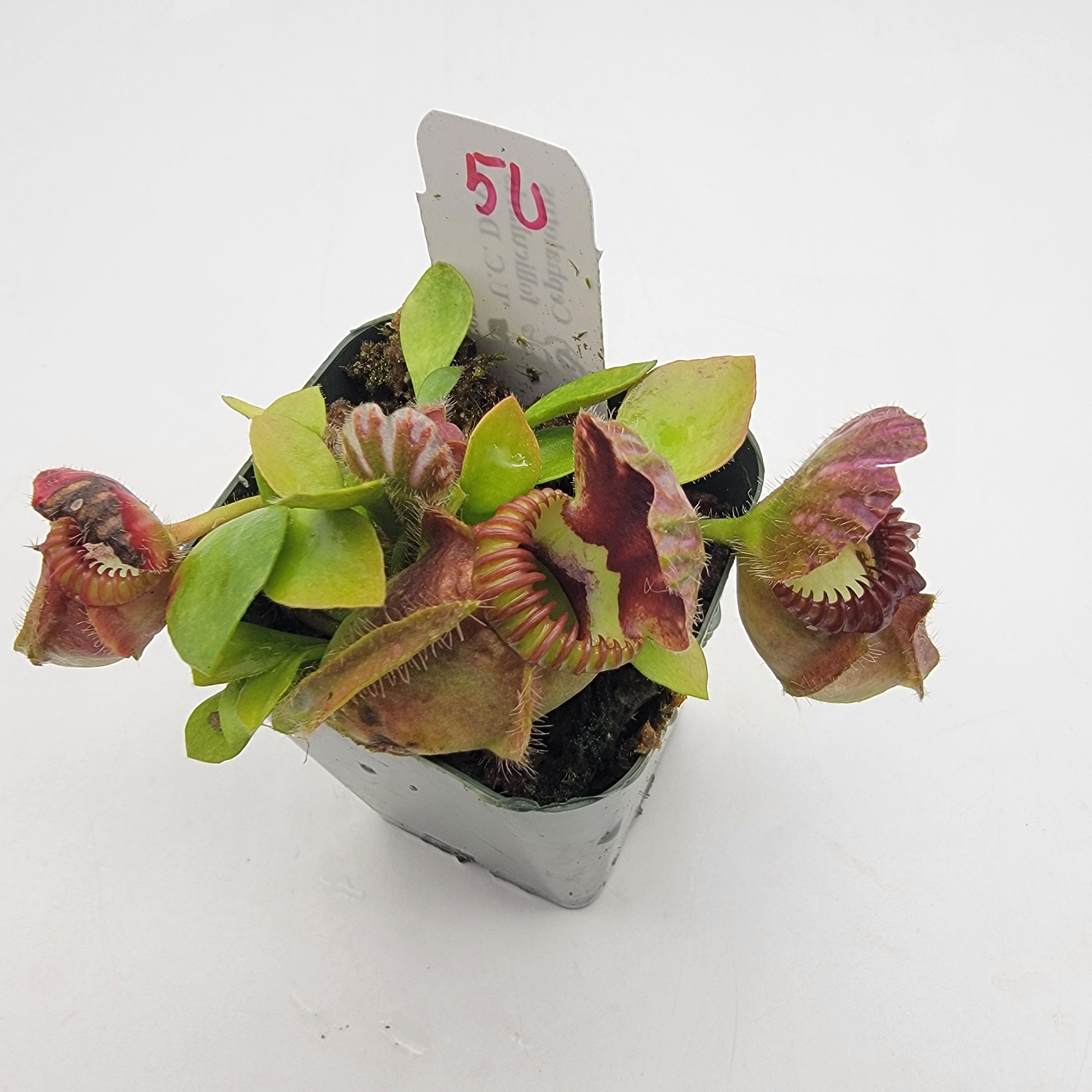 Cephalotus follicularis "UC Davis" -Cephalotus -Rainbow Carnivorous Plants LLC