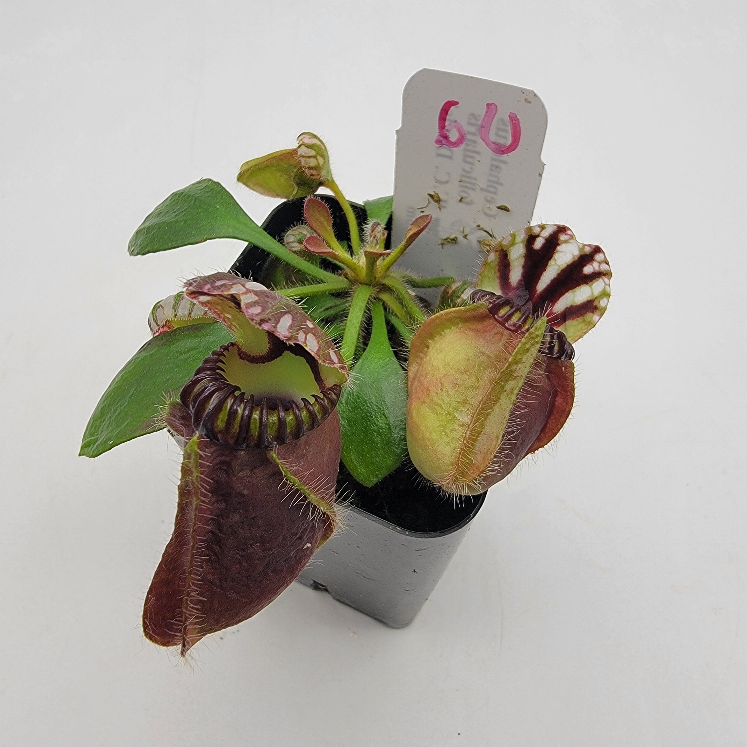Cephalotus follicularis "UC Davis" -Cephalotus -Rainbow Carnivorous Plants LLC