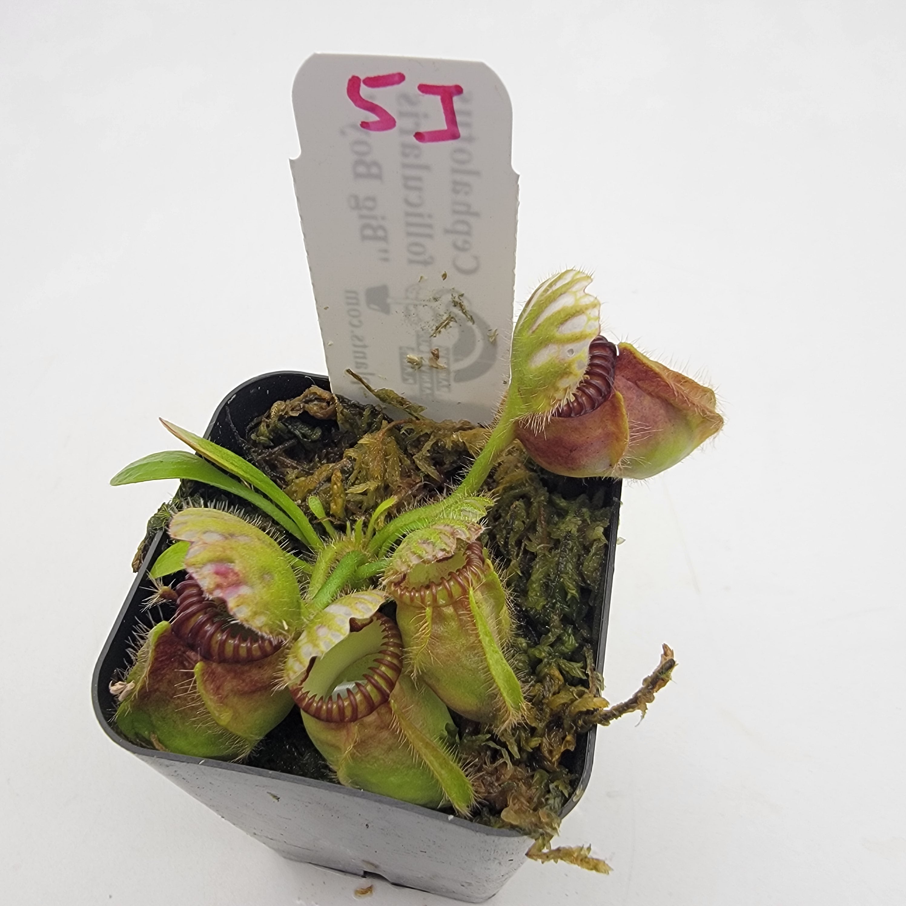 Cephalotus follicularis "Big Boy" WBB-(1J-9J) -Cephalotus -Rainbow Carnivorous Plants LLC