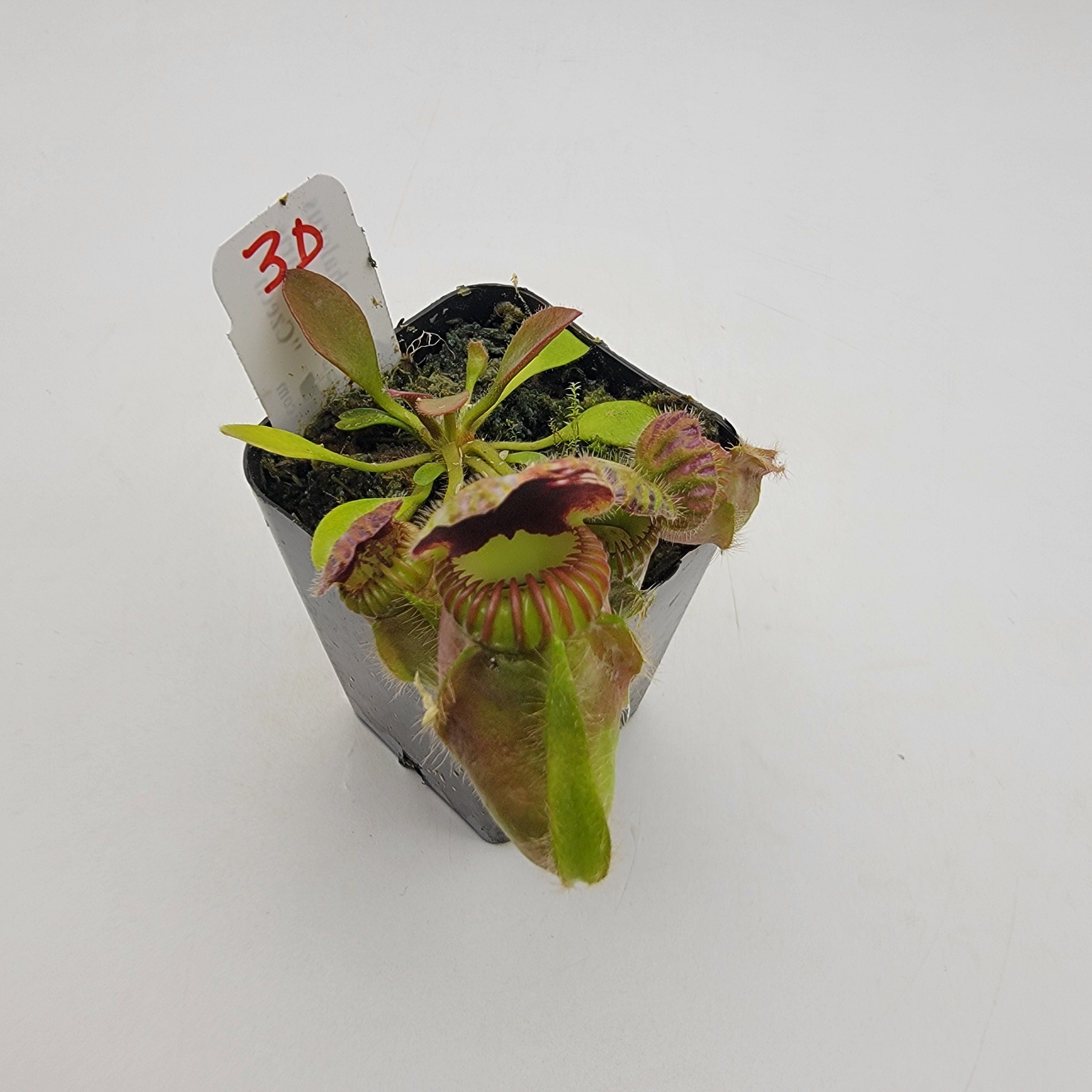 Cephalotus follicularis "Czech" WCZ (1D-6D) -Cephalotus -Rainbow Carnivorous Plants LLC