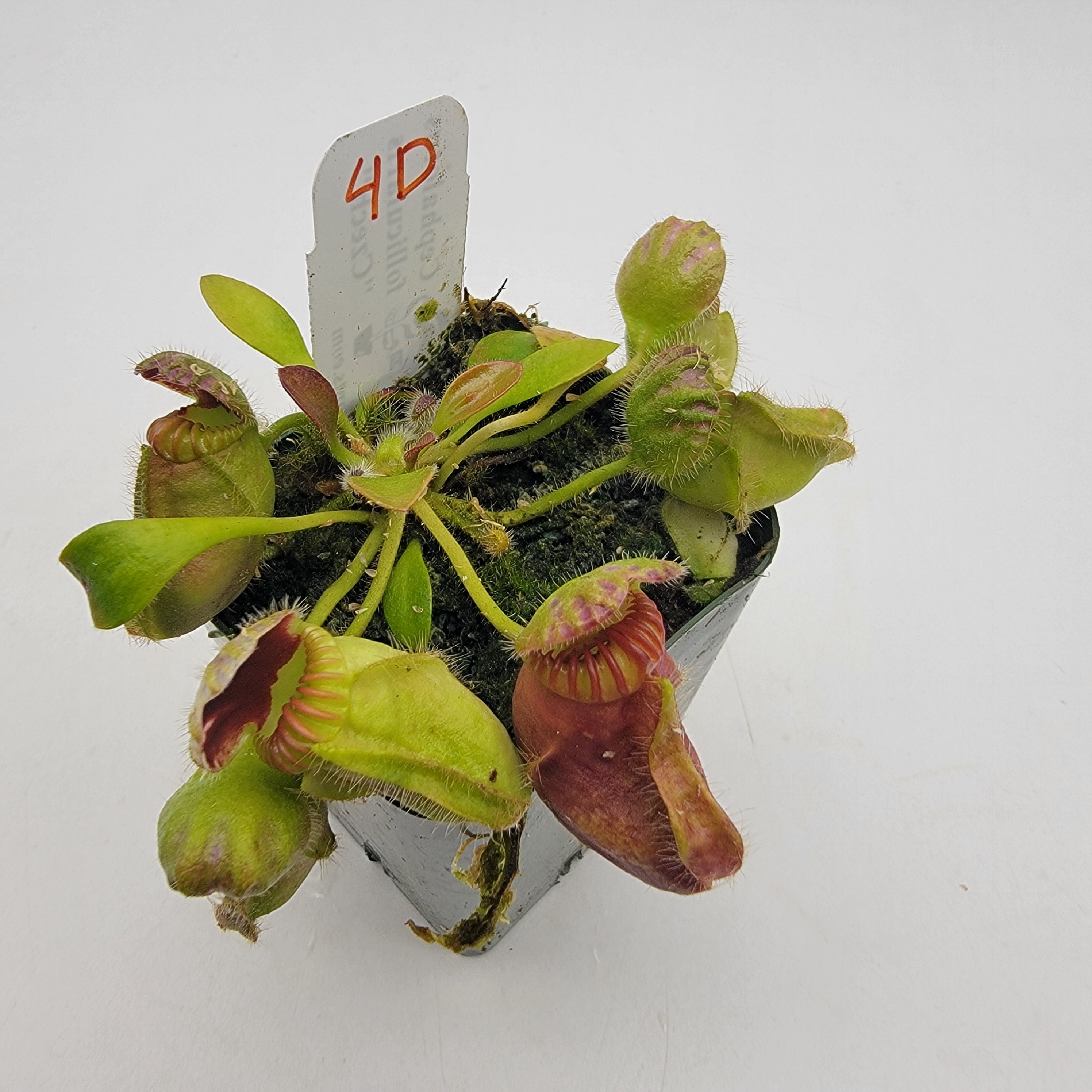 Cephalotus follicularis "Czech" WCZ (1D-6D) -Cephalotus -Rainbow Carnivorous Plants LLC