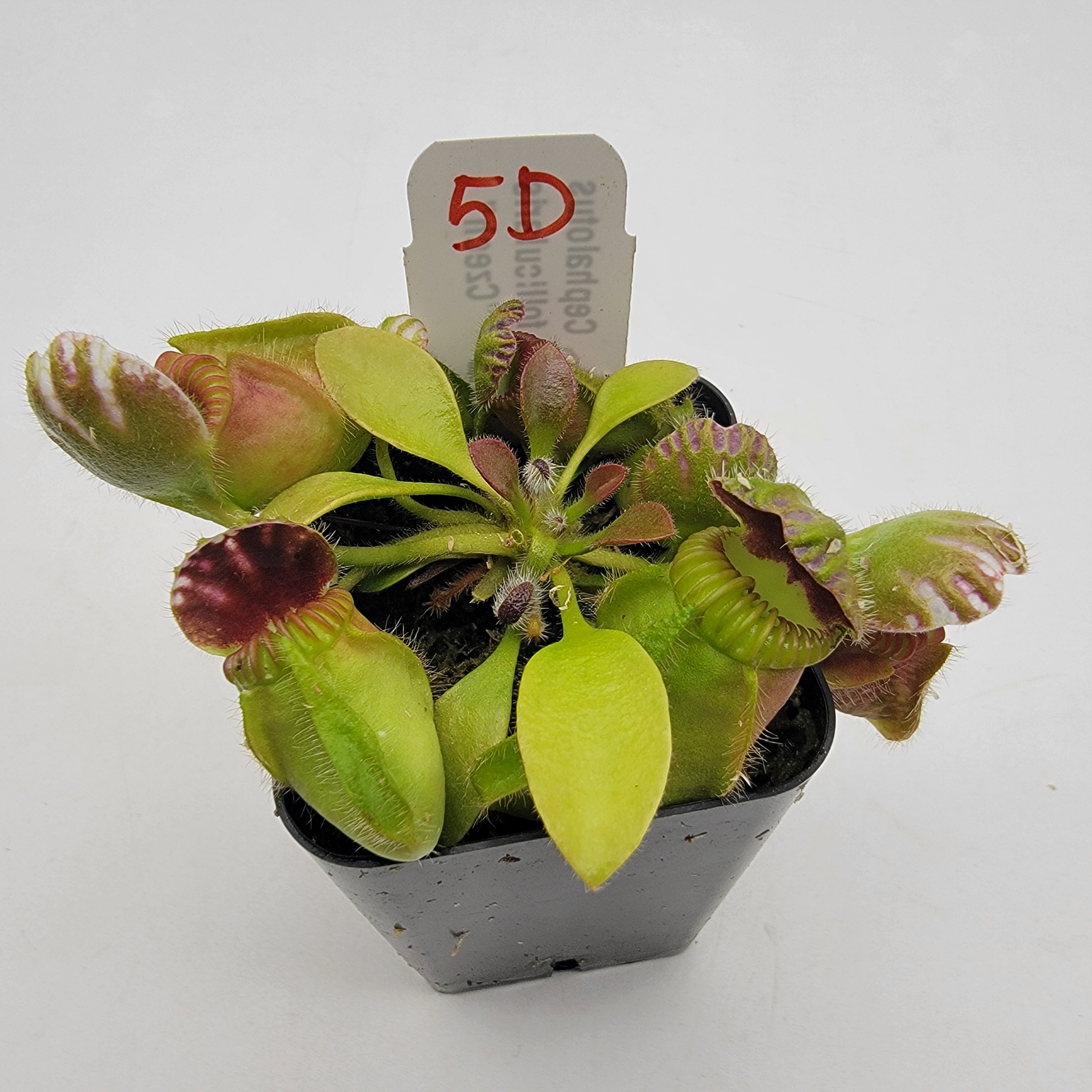 Cephalotus follicularis "Czech" WCZ (1D-6D) -Cephalotus -Rainbow Carnivorous Plants LLC