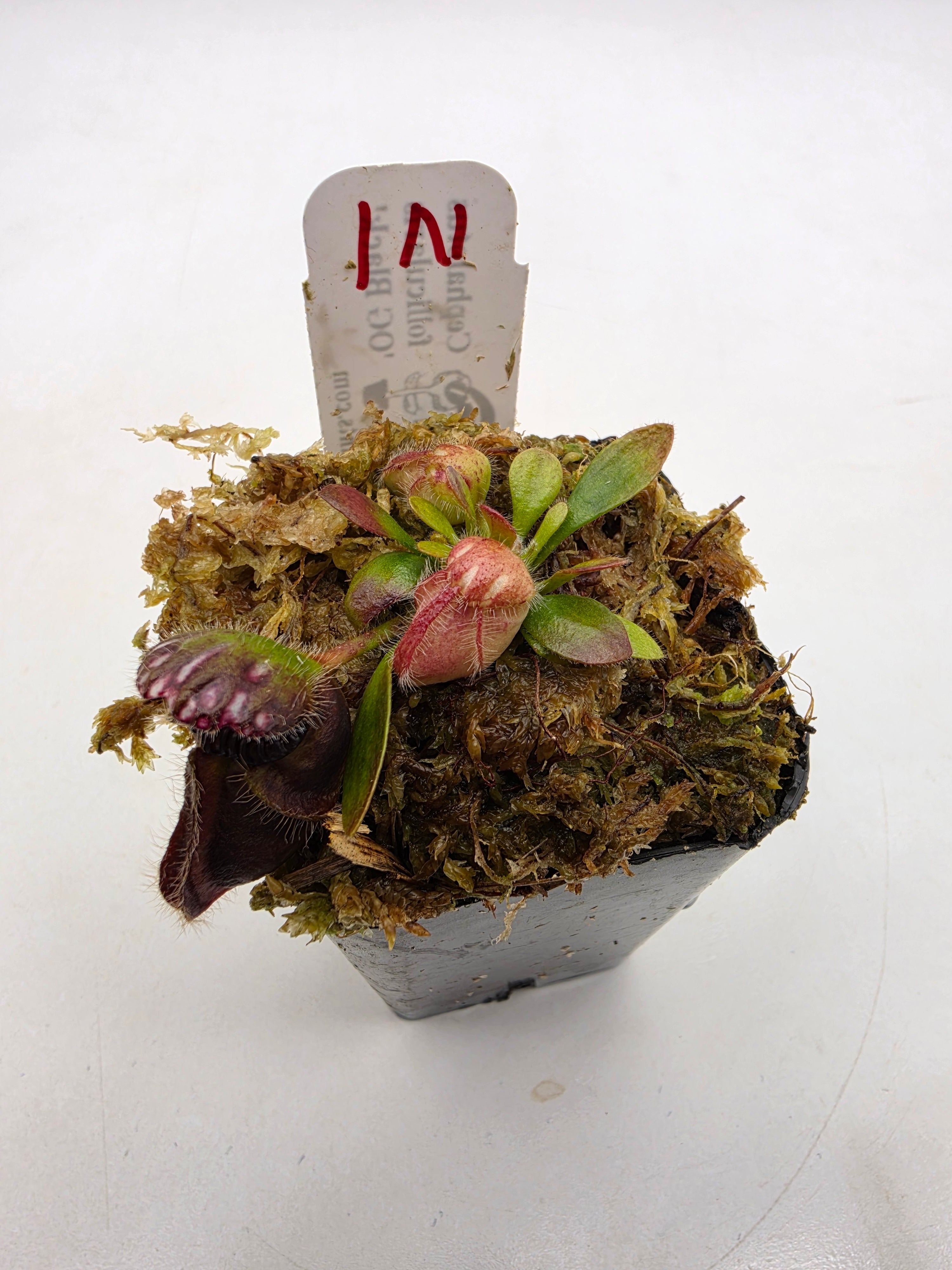 Cephalotus follicularis 'OG Black' WOG (1N-9N) -Cephalotus -Rainbow Carnivorous Plants LLC
