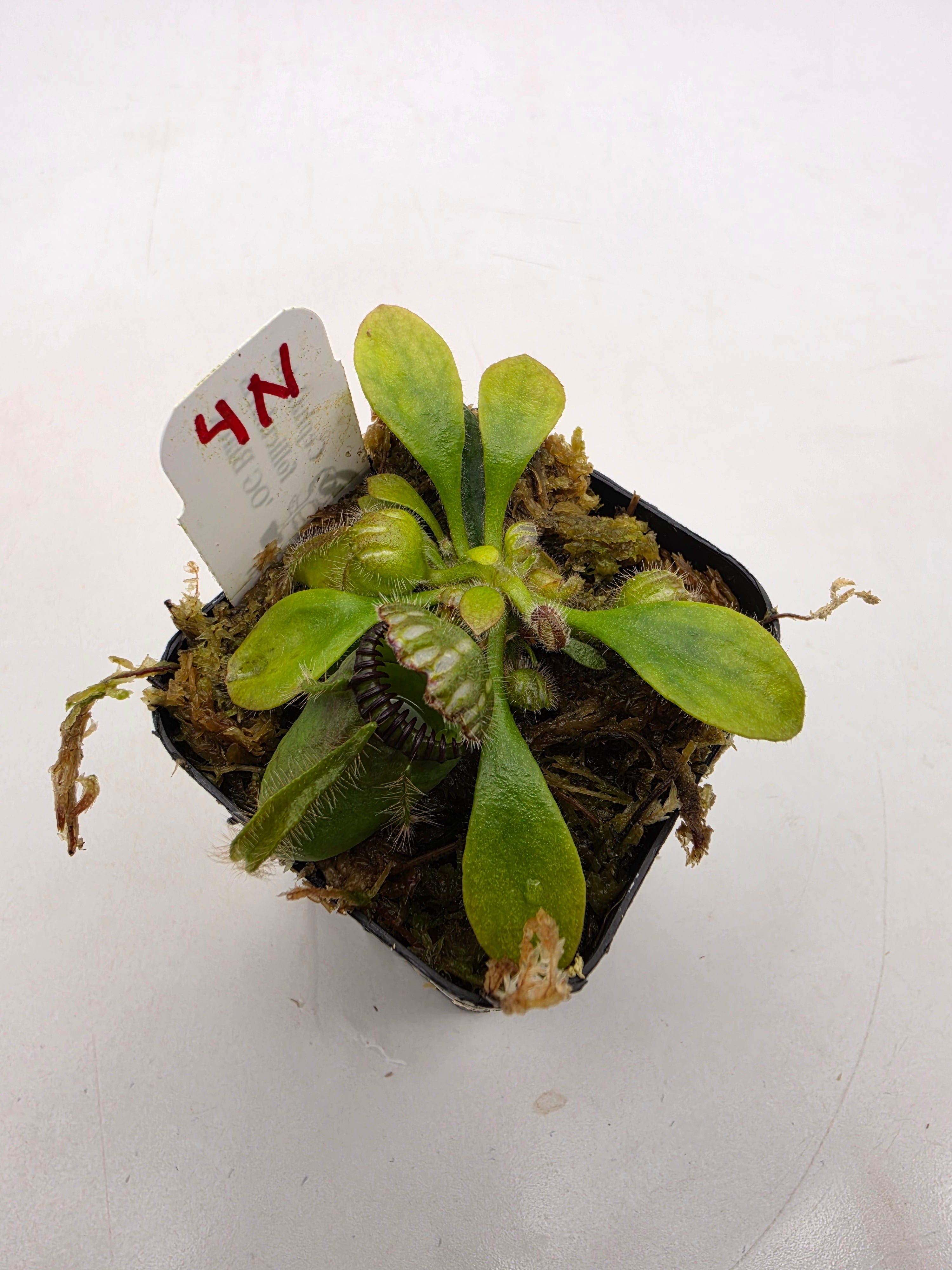 Cephalotus follicularis 'OG Black' WOG (1N-9N) -Cephalotus -Rainbow Carnivorous Plants LLC