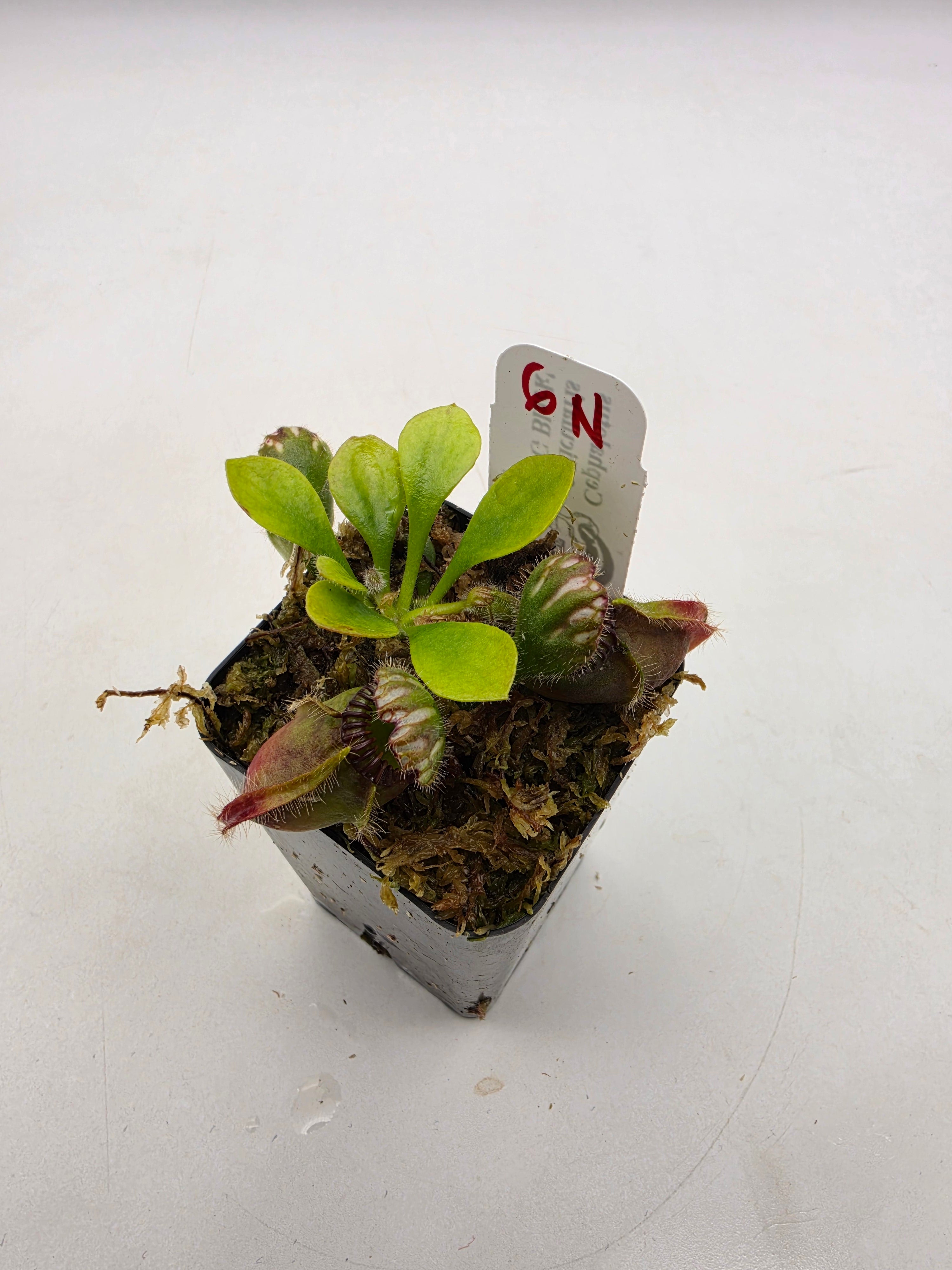 Cephalotus follicularis 'OG Black' WOG (1N-9N) -Cephalotus -Rainbow Carnivorous Plants LLC