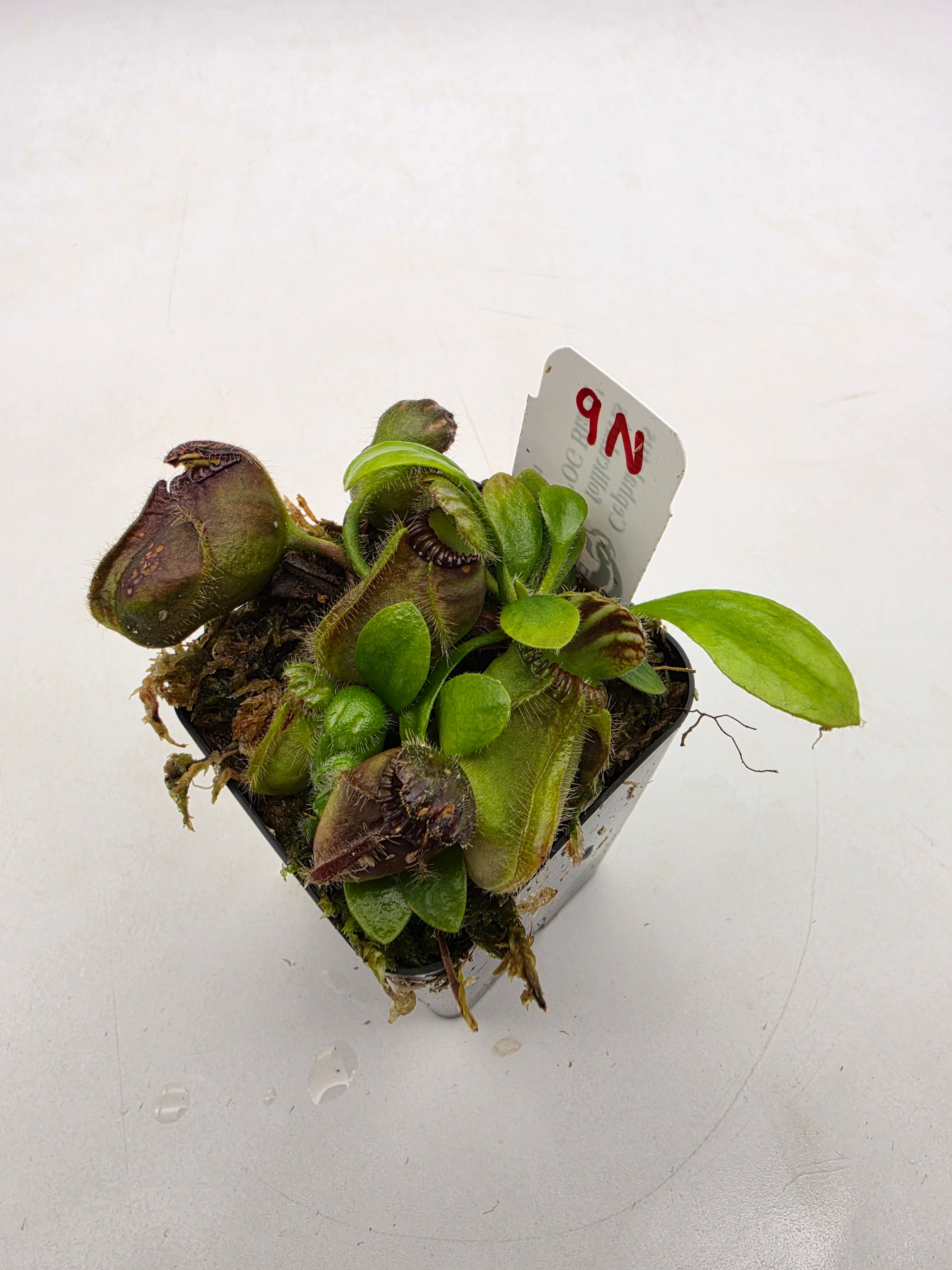 Cephalotus follicularis 'OG Black' WOG (1N-9N) -Cephalotus -Rainbow Carnivorous Plants LLC