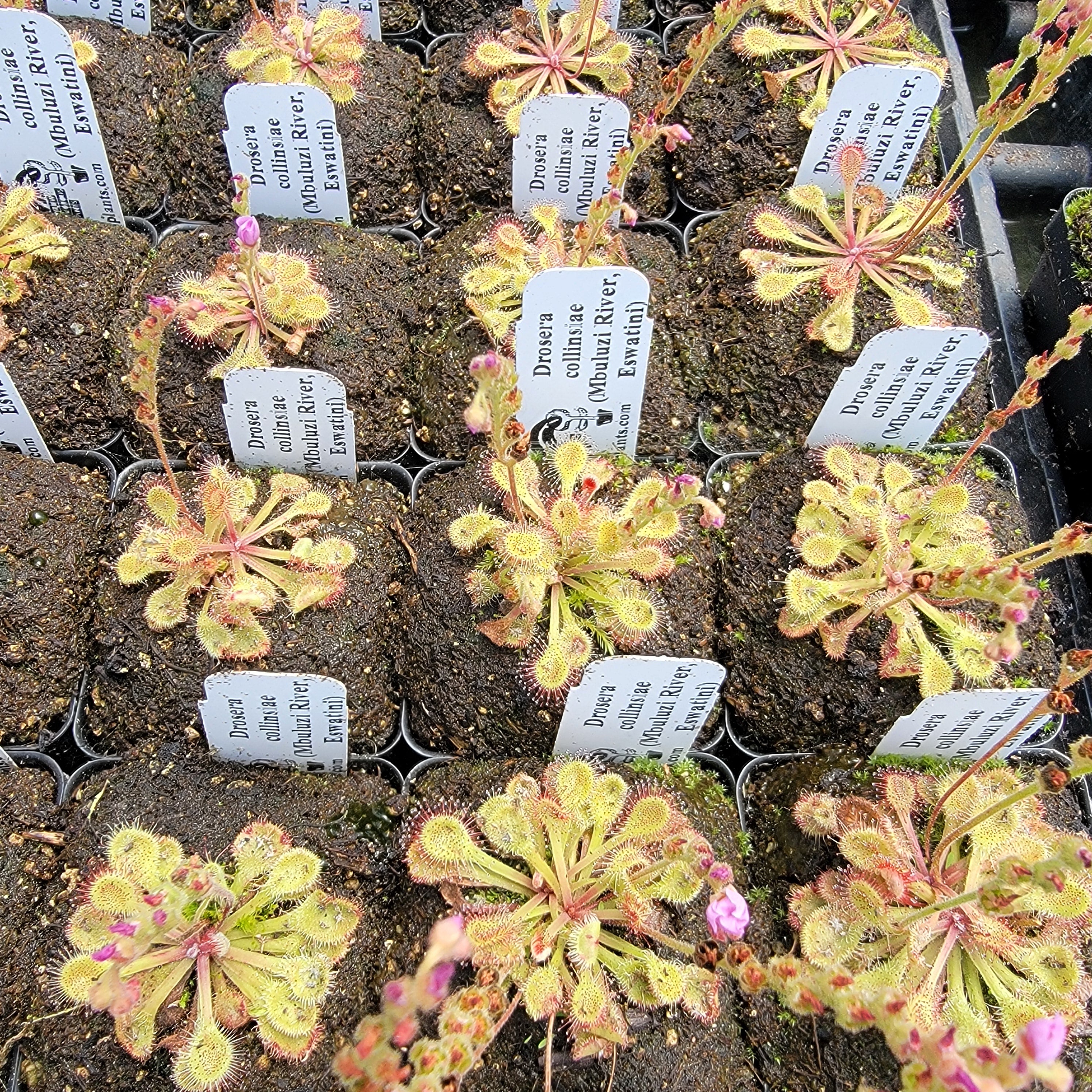 Drosera collinsiae {Mbuluzi River, Eswatini}