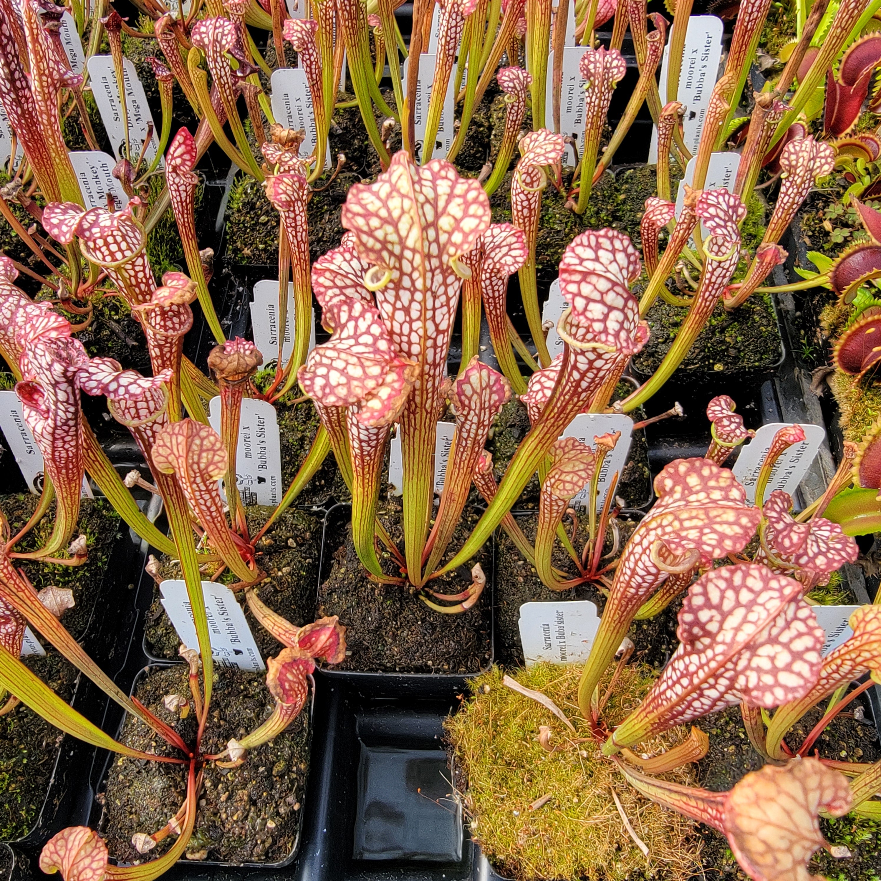 Sarracenia moorei x 'Bubba's Sister' (Seed Grown)