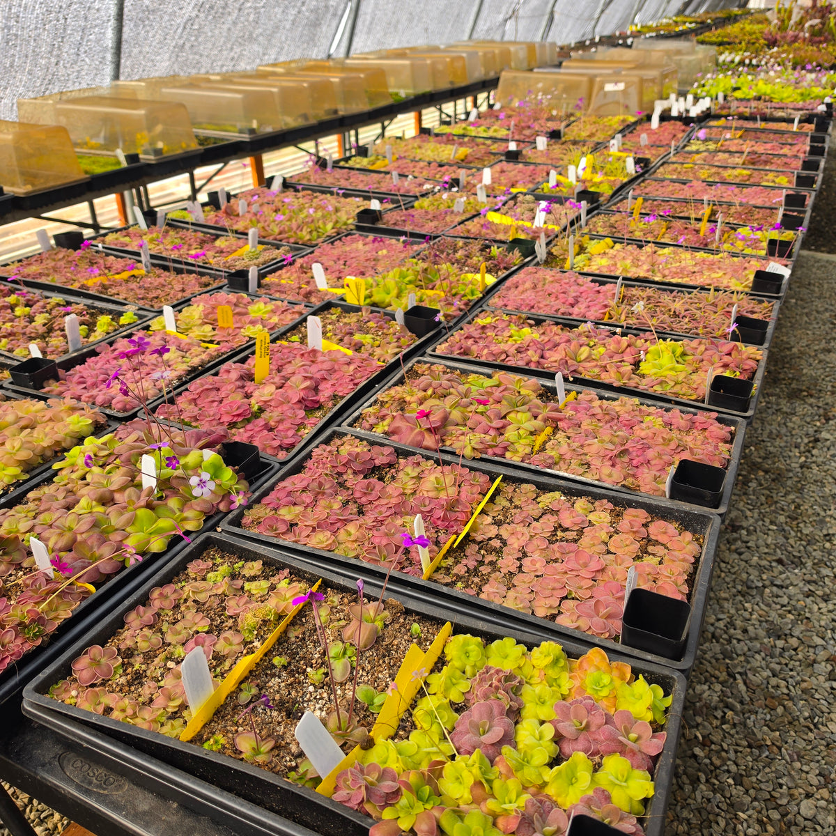 PINGUICULA BUNDLE FLASH SALE (5 RANDOM PINGS)