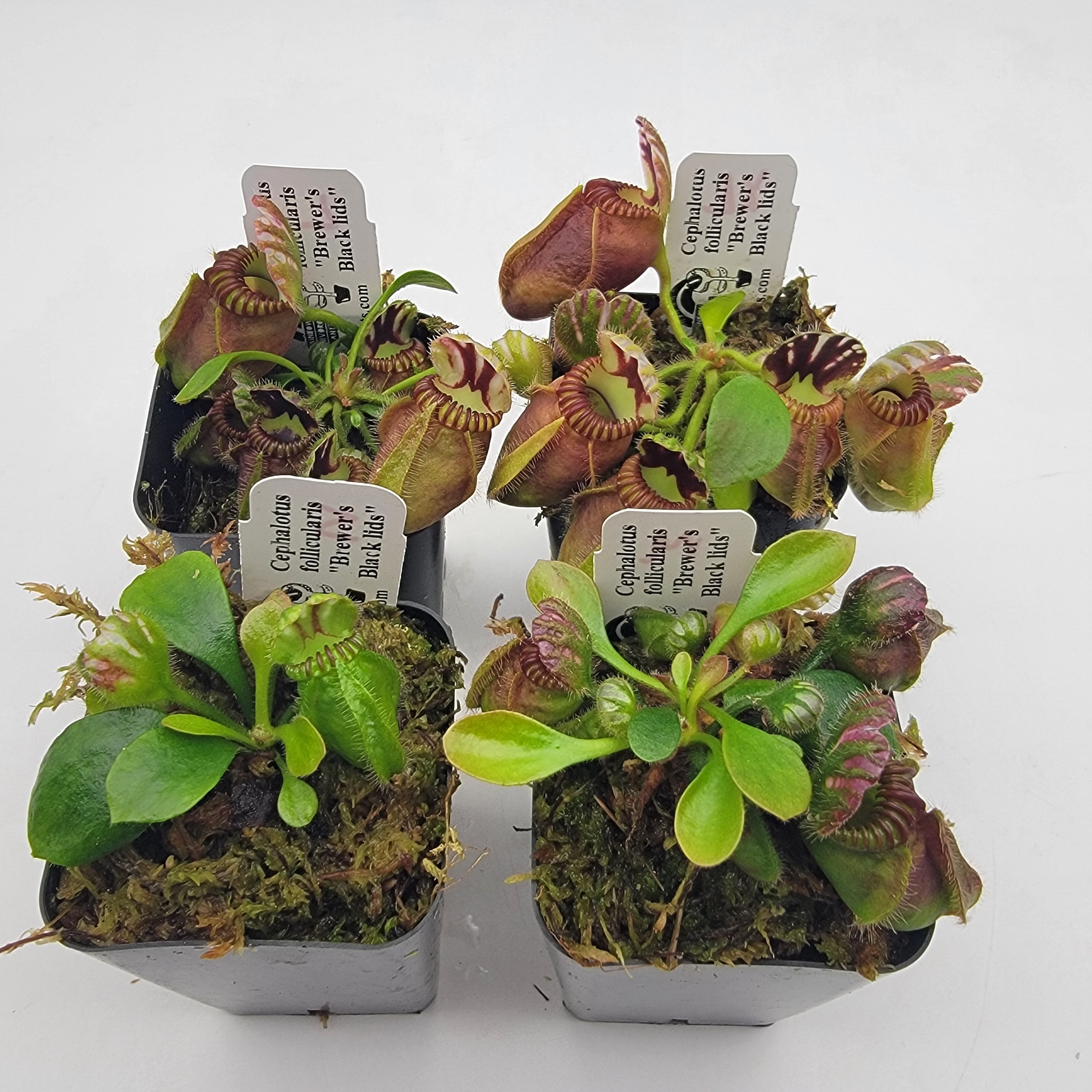 Cephalotus follicularis 'Hummer's Giant' | Carnivorous Plants For Sale