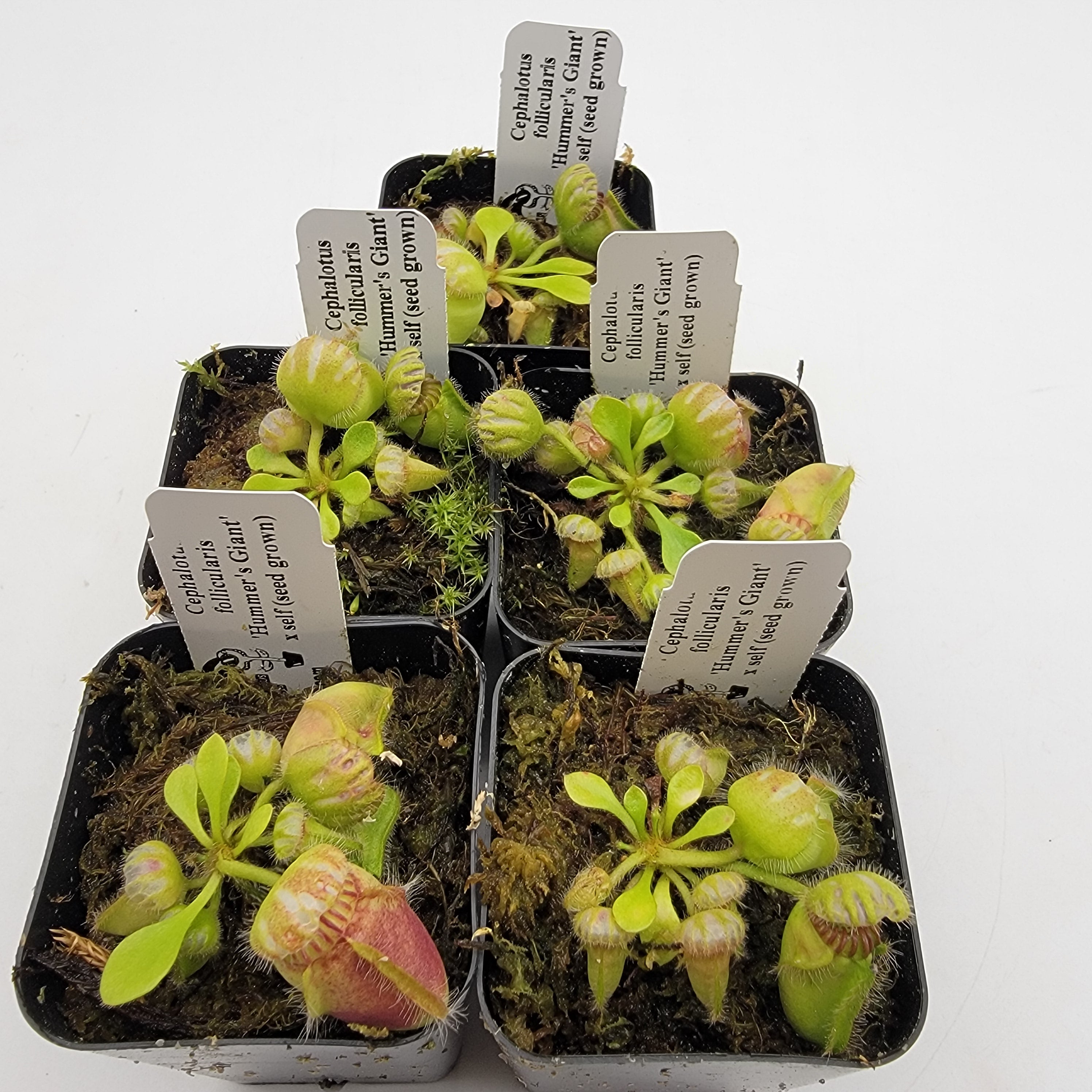 Cephalotus follicularis 'Hummer's Giant' x self (Seed Grown) size S/M/L/XL -Cephalotus -Rainbow Carnivorous Plants LLC