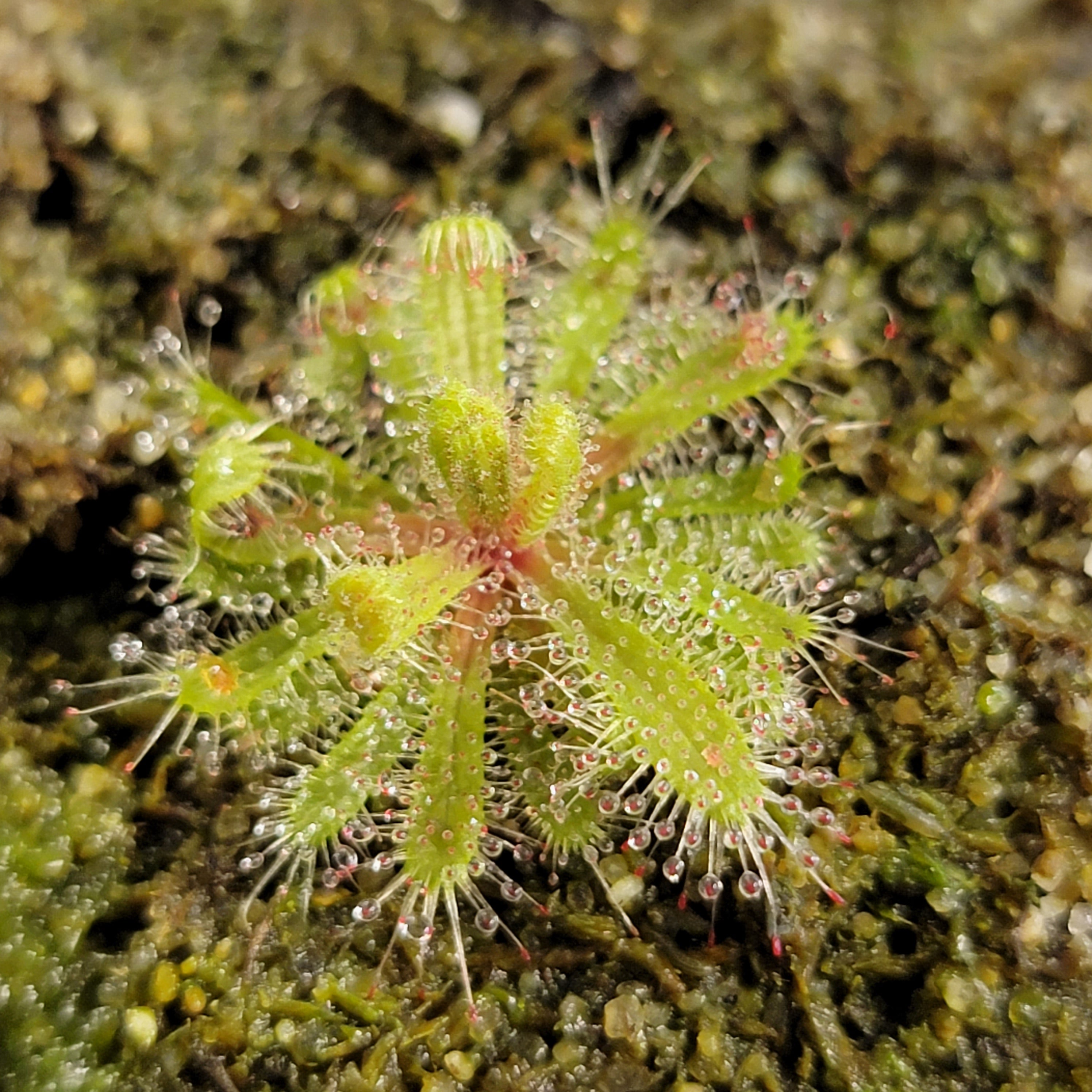 Drosera cistiflora purple flower {Piekenierskloof Pass, Citrusdal, South Africa} -Drosera -Rainbow Carnivorous Plants LLC