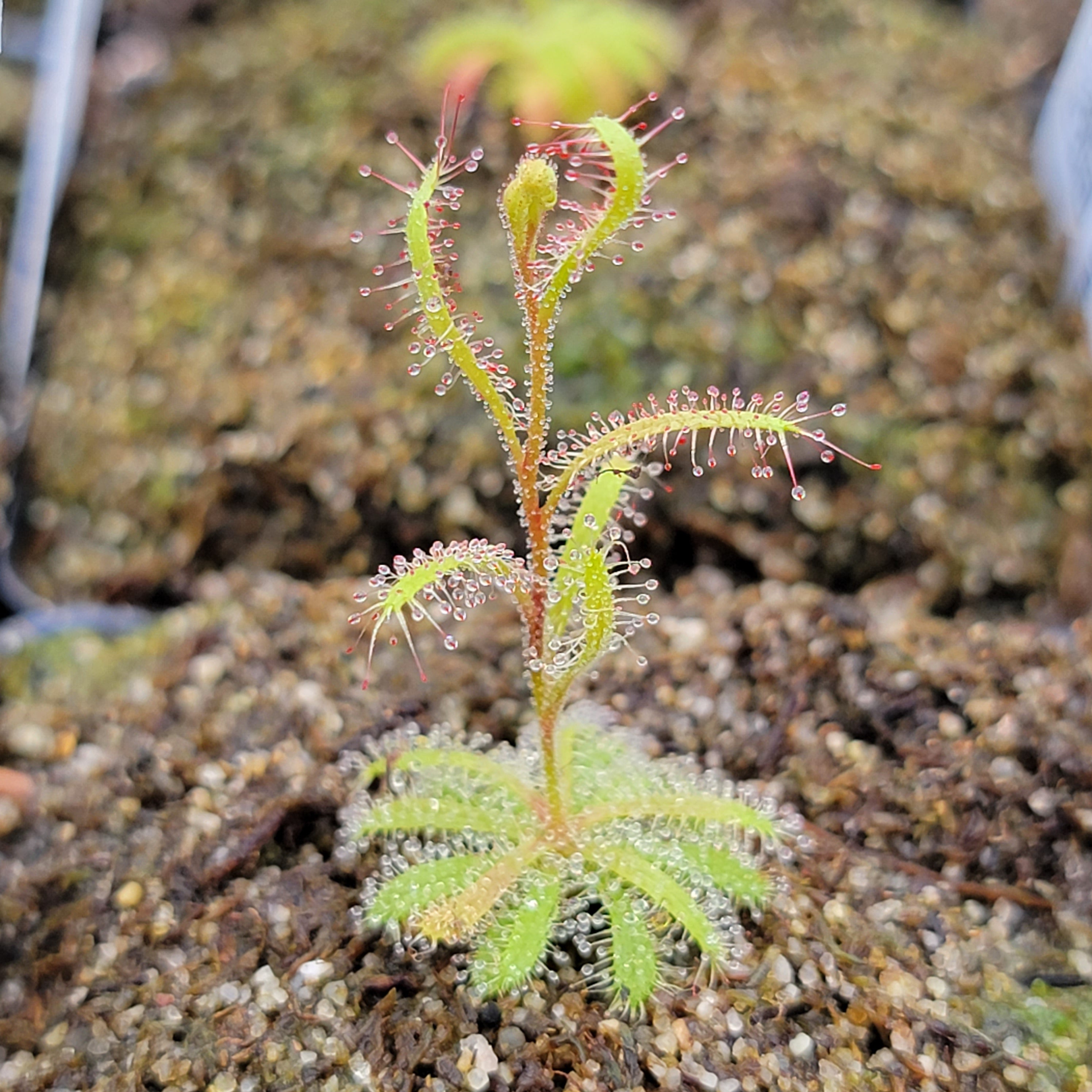 Drosera cistiflora purple flower {Piekenierskloof Pass, Citrusdal, South Africa} -Drosera -Rainbow Carnivorous Plants LLC