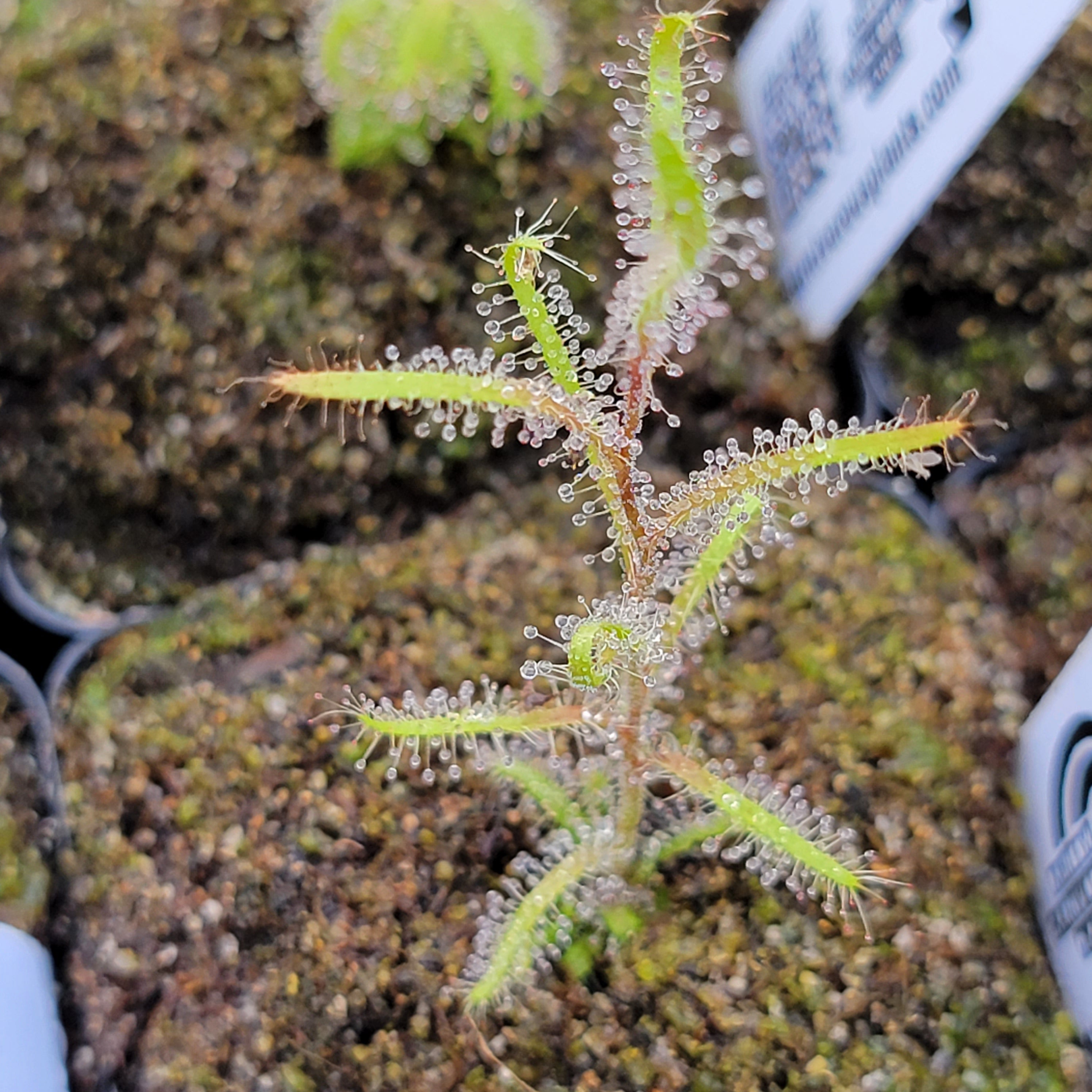 Drosera cistiflora purple flower {Piekenierskloof Pass, Citrusdal, South Africa} -Drosera -Rainbow Carnivorous Plants LLC