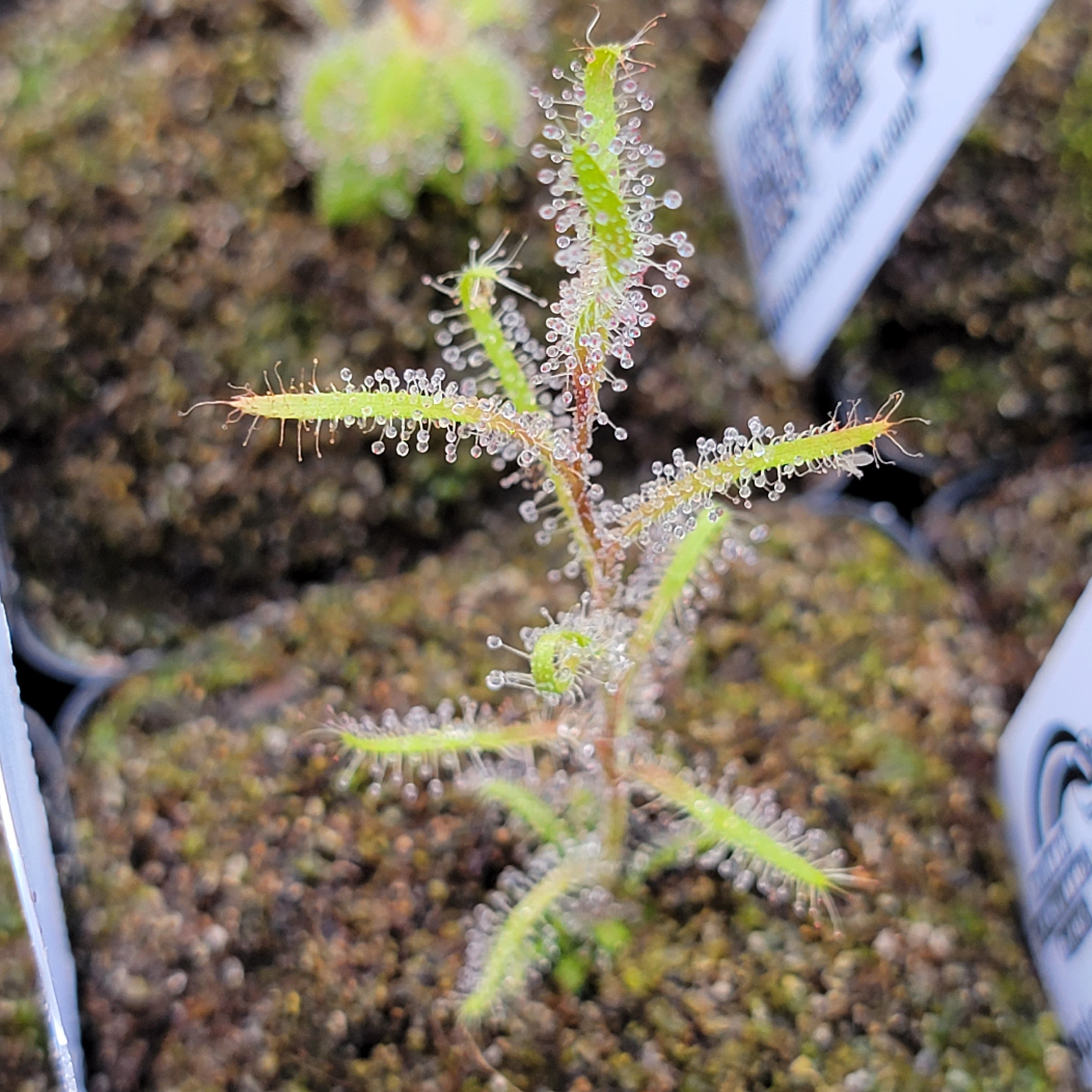 Drosera cistiflora white flower {Darling, SA}