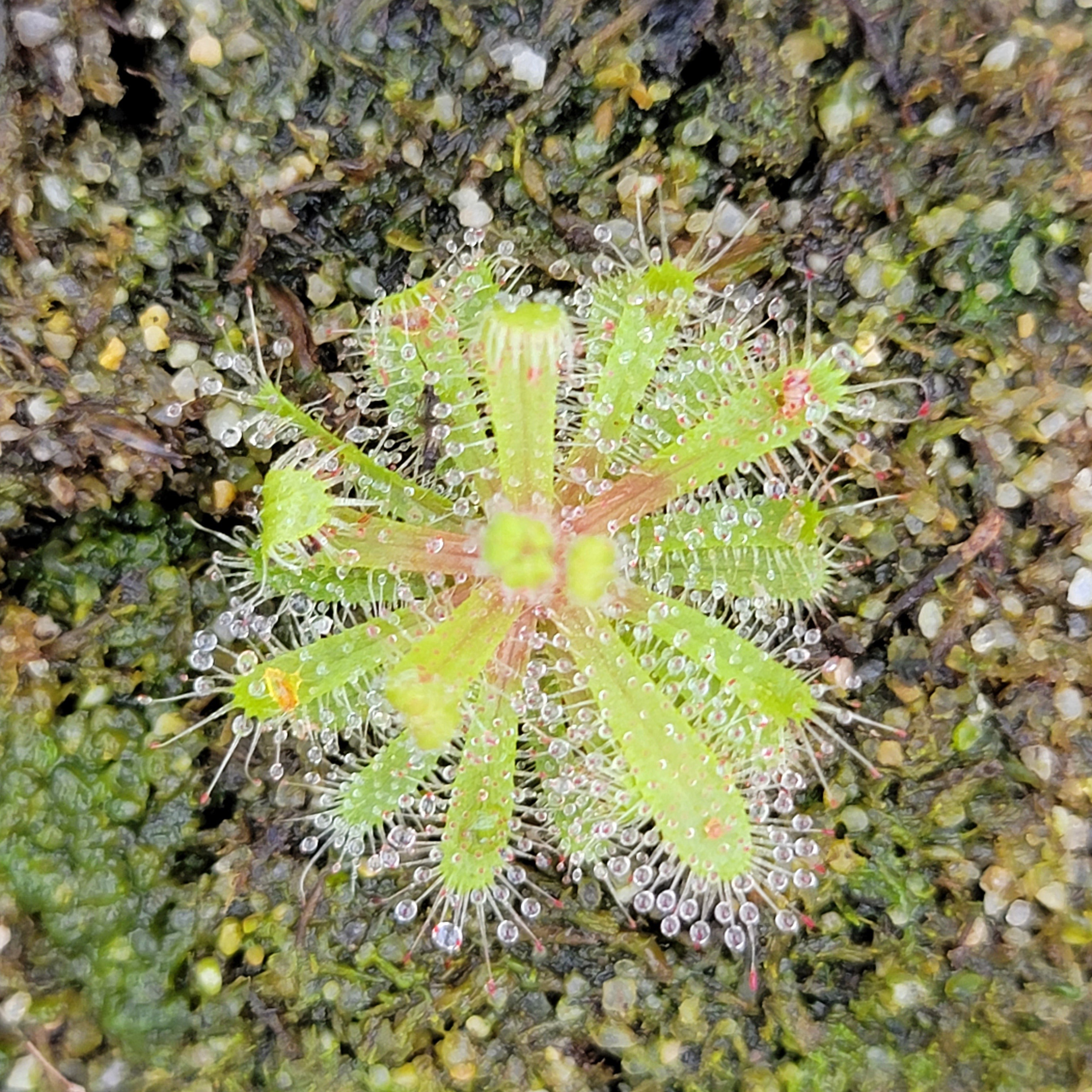 Drosera cistiflora purple flower {Piekenierskloof Pass, Citrusdal, South Africa} -Drosera -Rainbow Carnivorous Plants LLC