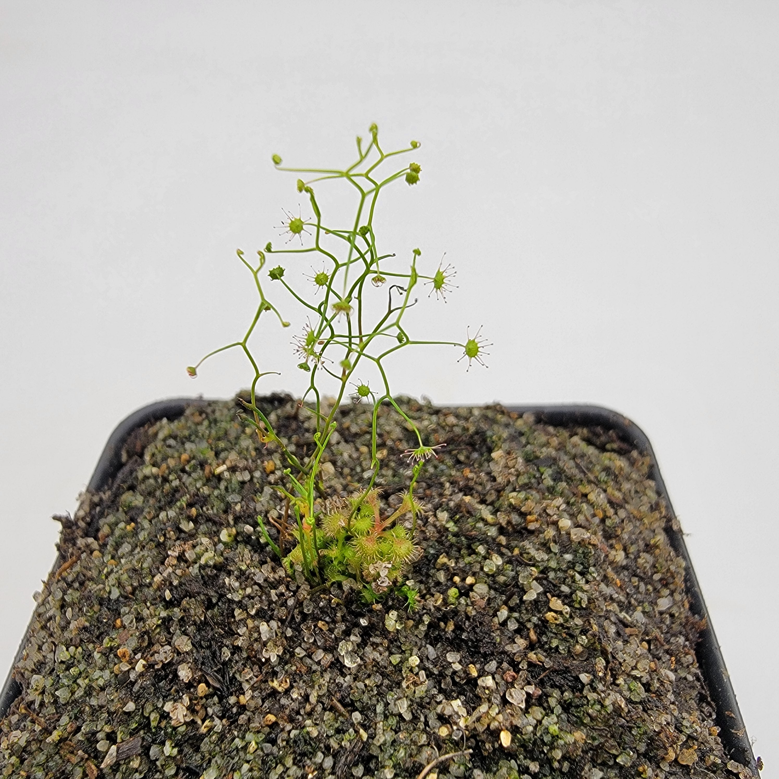 Drosera pallida -Drosera -Rainbow Carnivorous Plants LLC