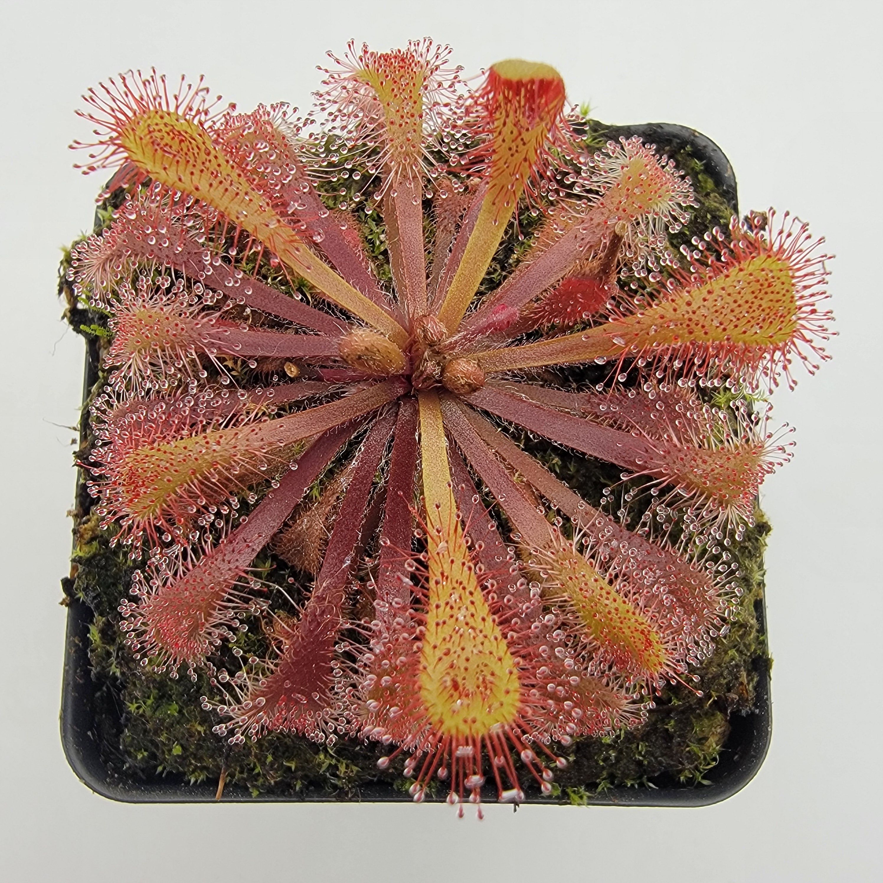 Drosera x snyderi - -Rainbow Carnivorous Plants LLC
