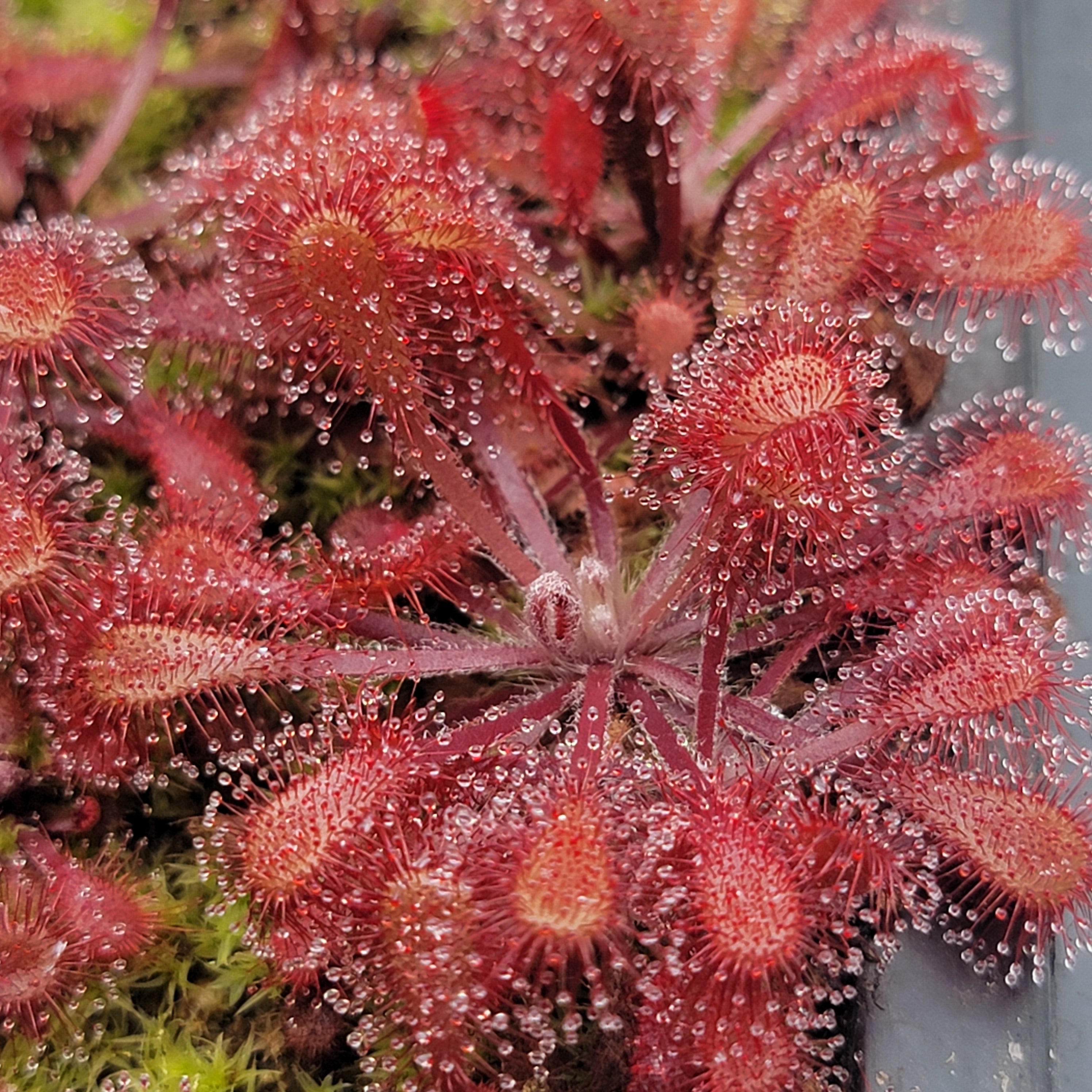Drosera x snyderi - -Rainbow Carnivorous Plants LLC
