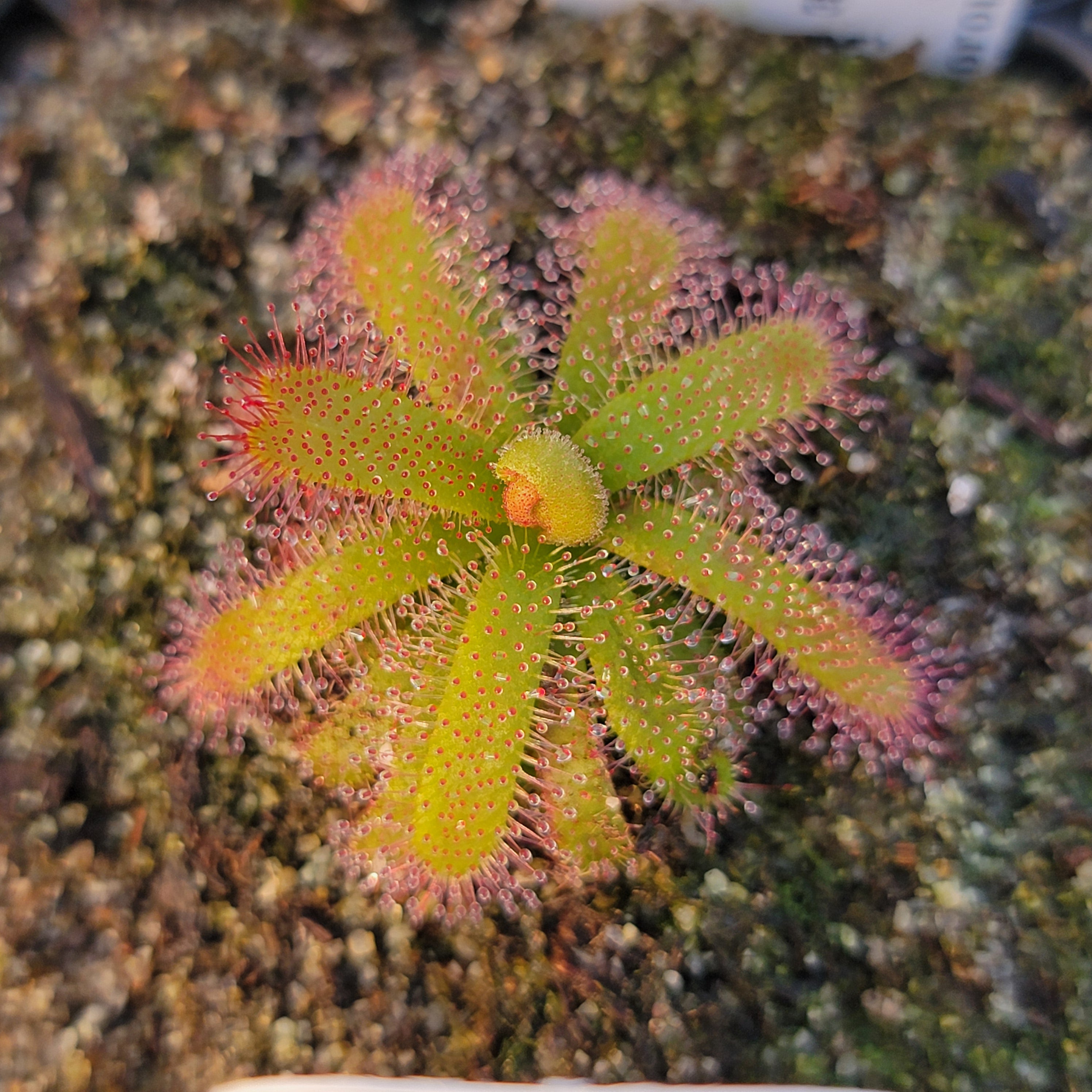Drosera alba {Gifberg, South Africa}