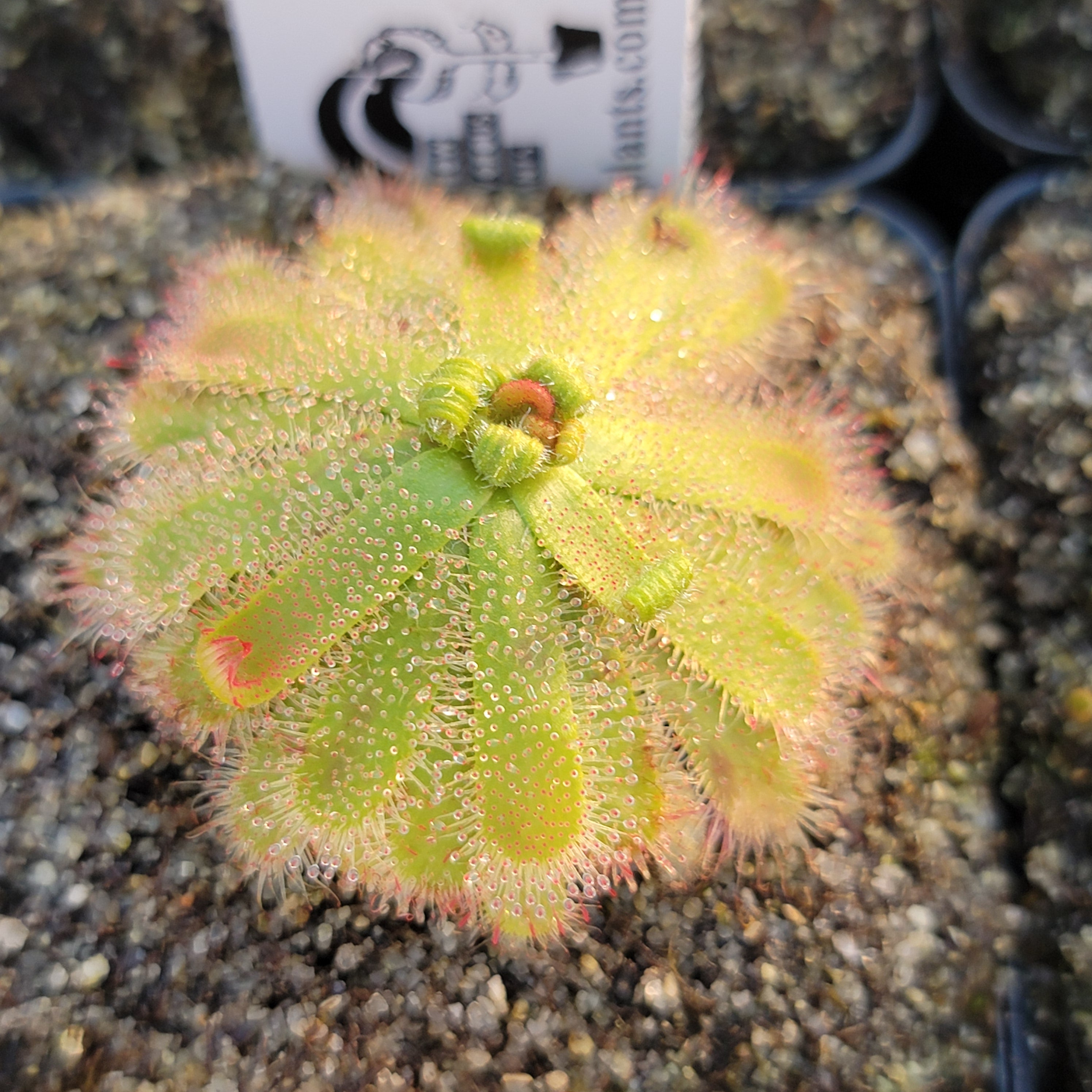 Drosera atrostyla {Hopefield, South Africa}
