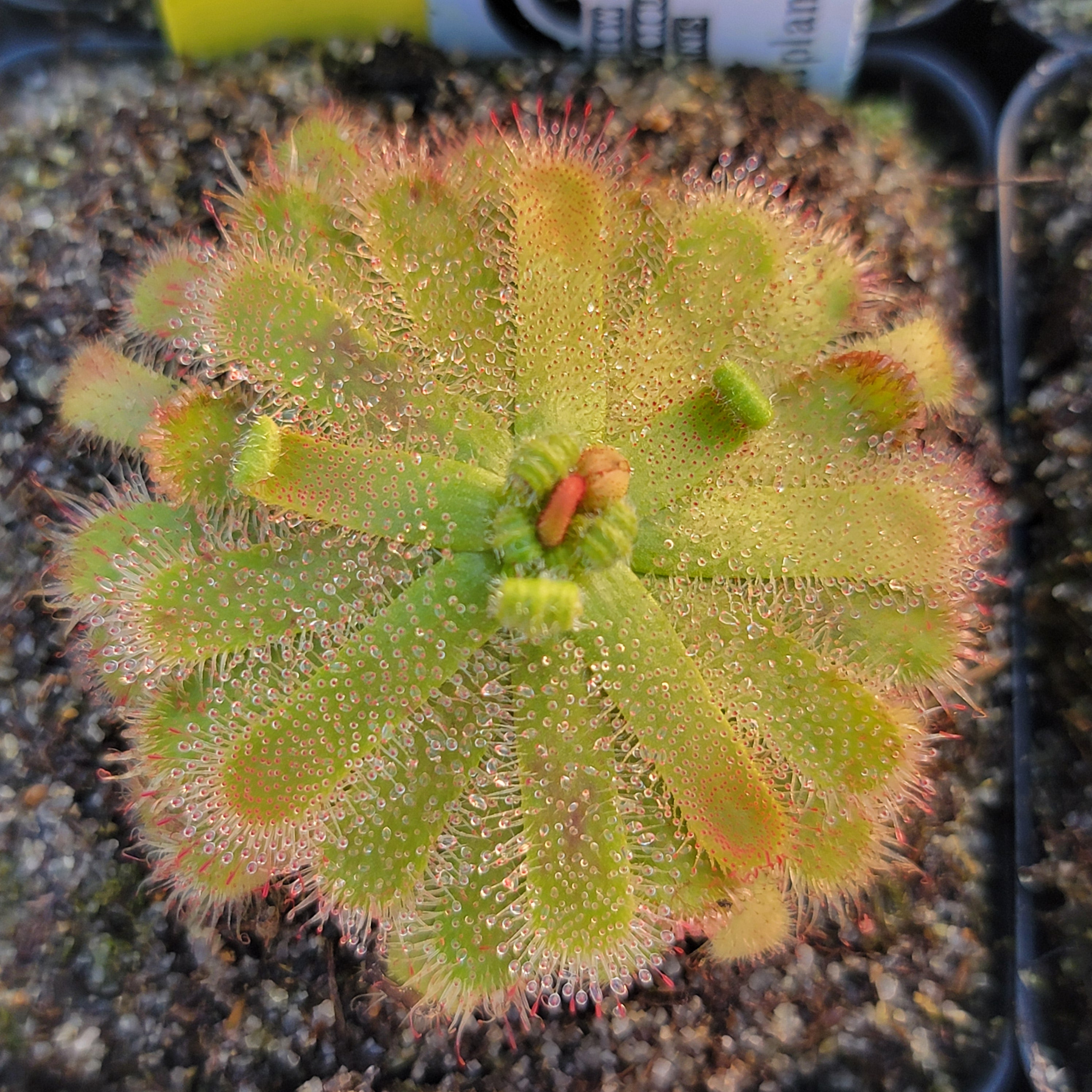 Drosera atrostyla {Hopefield, South Africa}