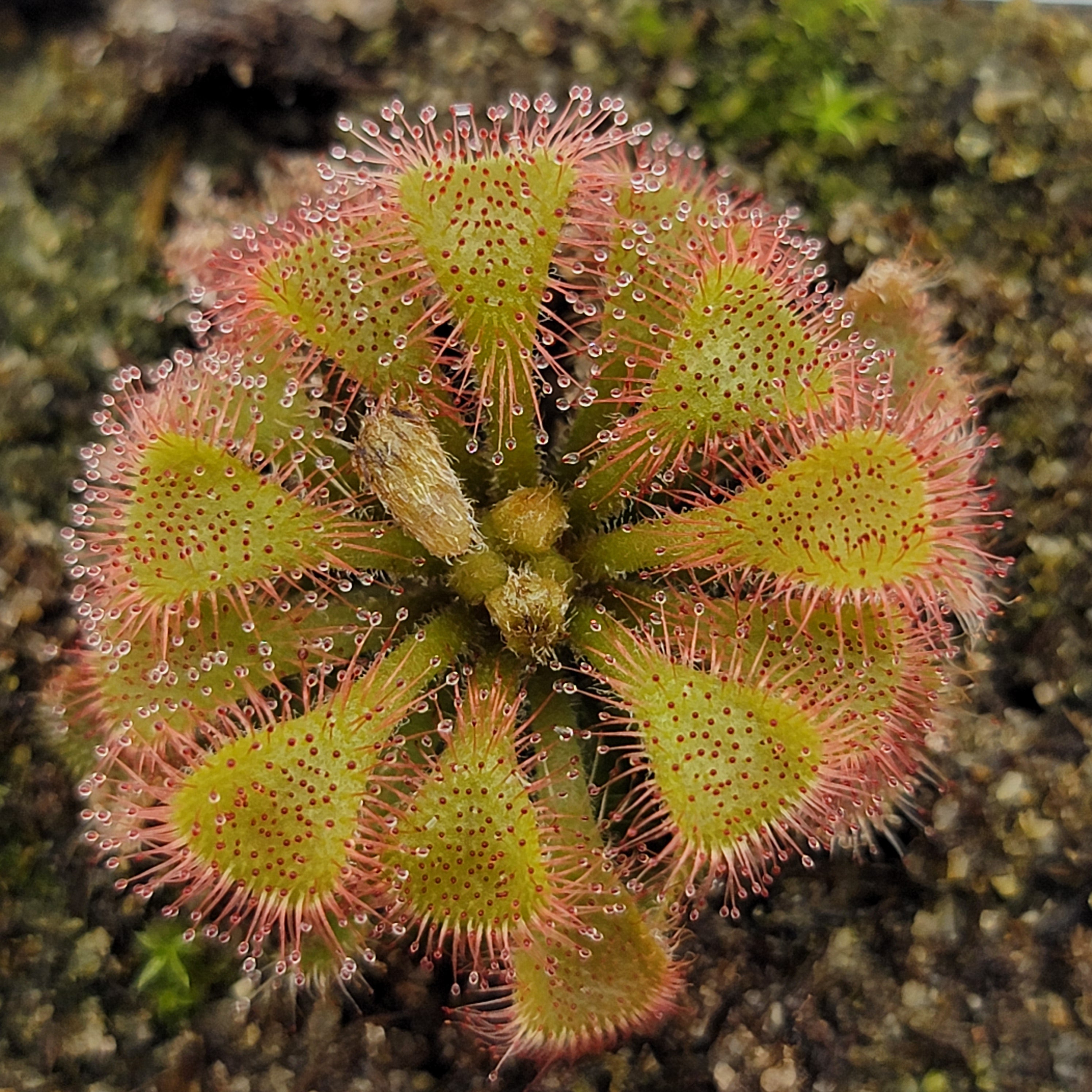 Drosera bequaertii {S. of Kalemba, DRC}
