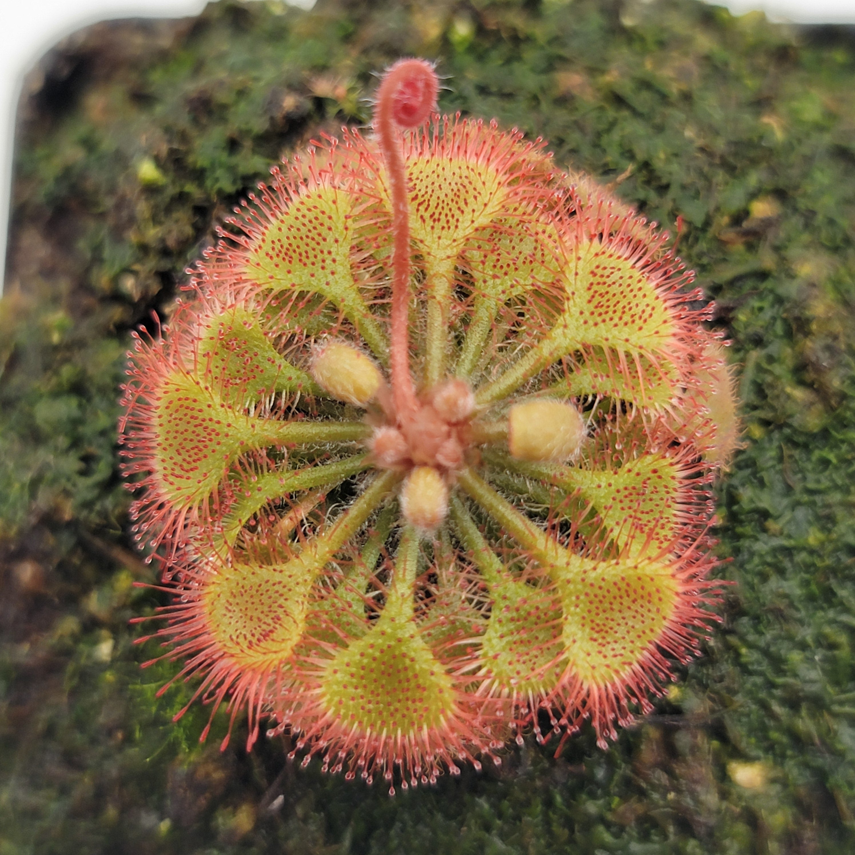 Drosera burkeana -Drosera -Rainbow Carnivorous Plants LLC