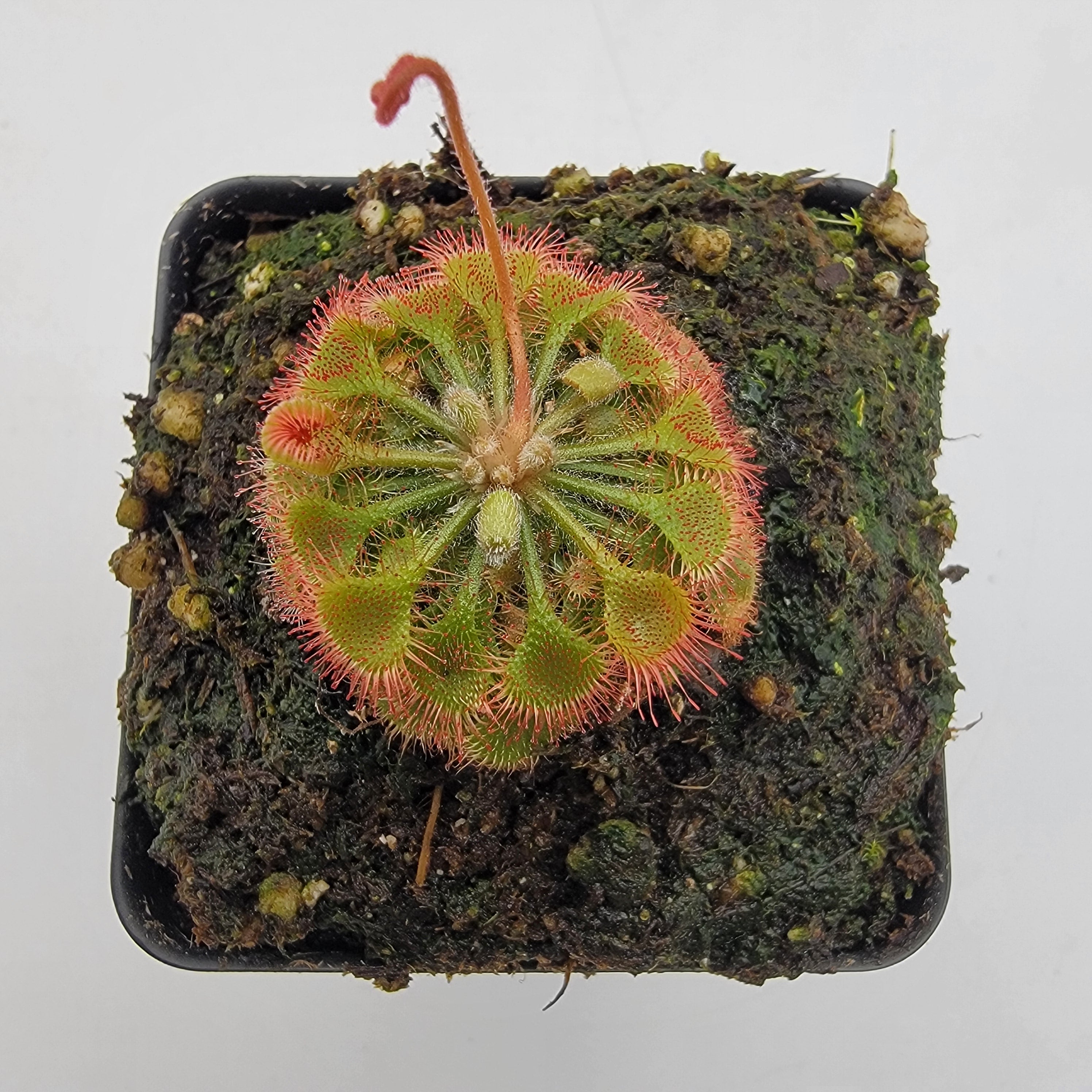 Drosera burkeana -Drosera -Rainbow Carnivorous Plants LLC
