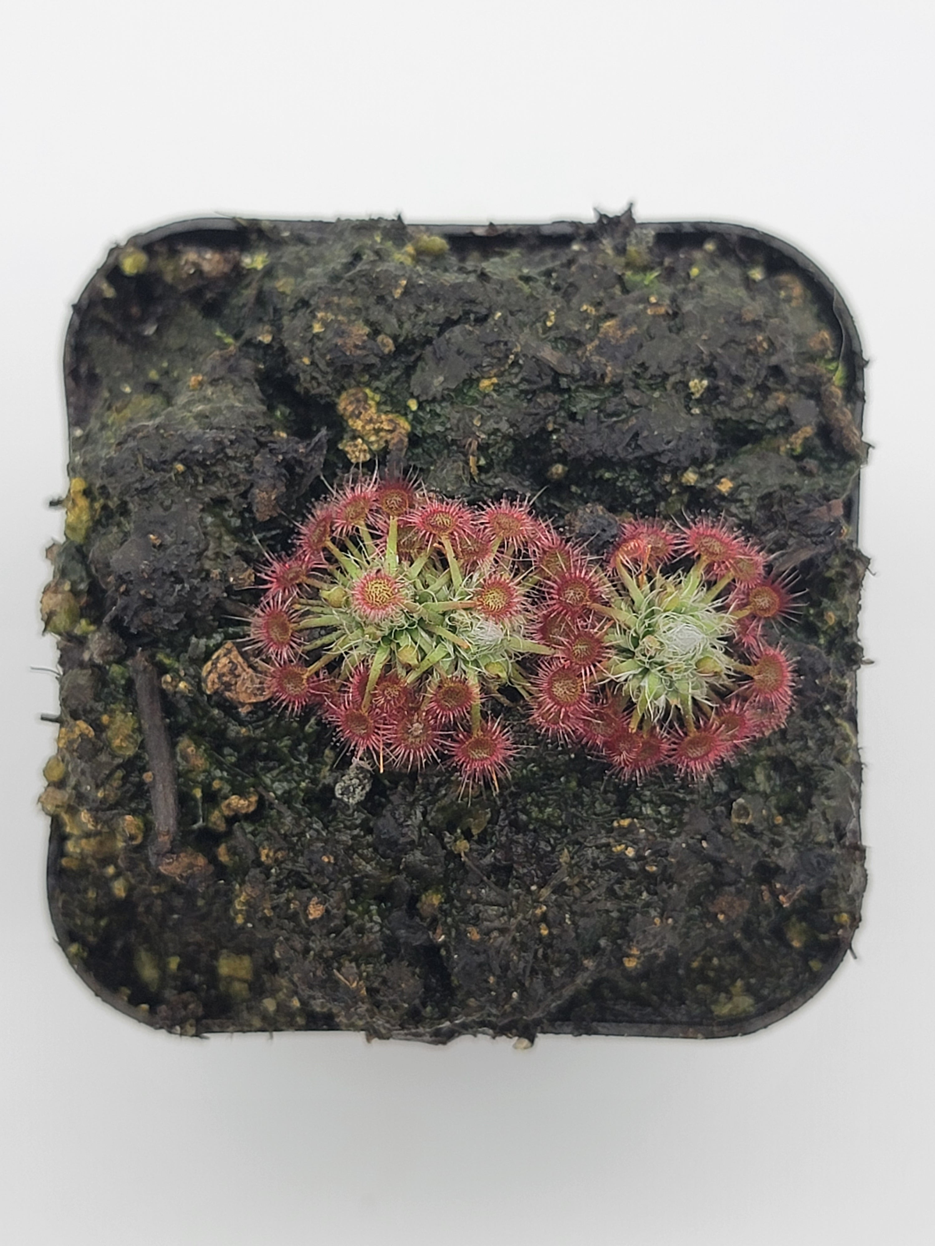 Drosera x carbarup - Rainbow Carnivorous Plants LLC