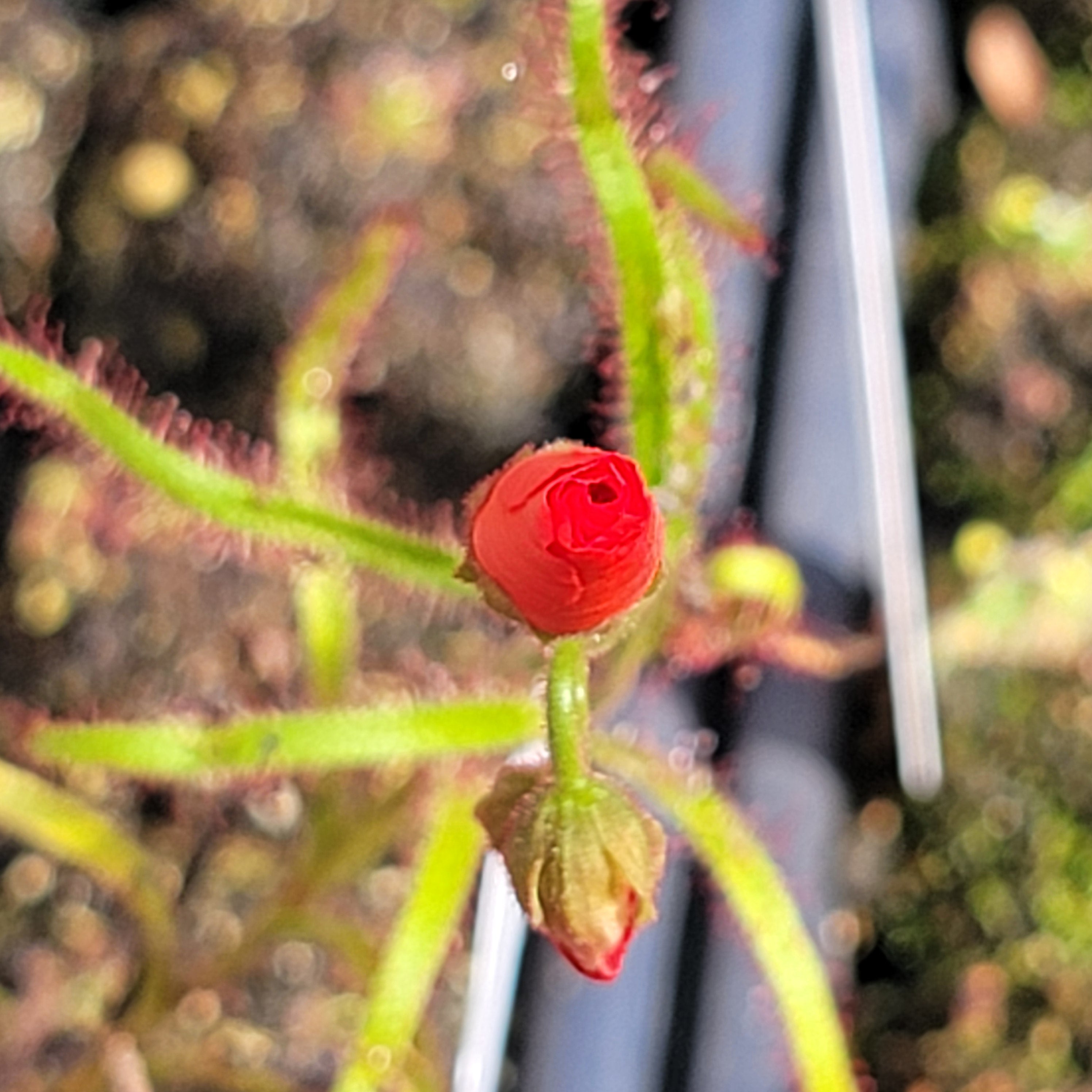 Drosera cistiflora red flower {near Swartwater, SA}