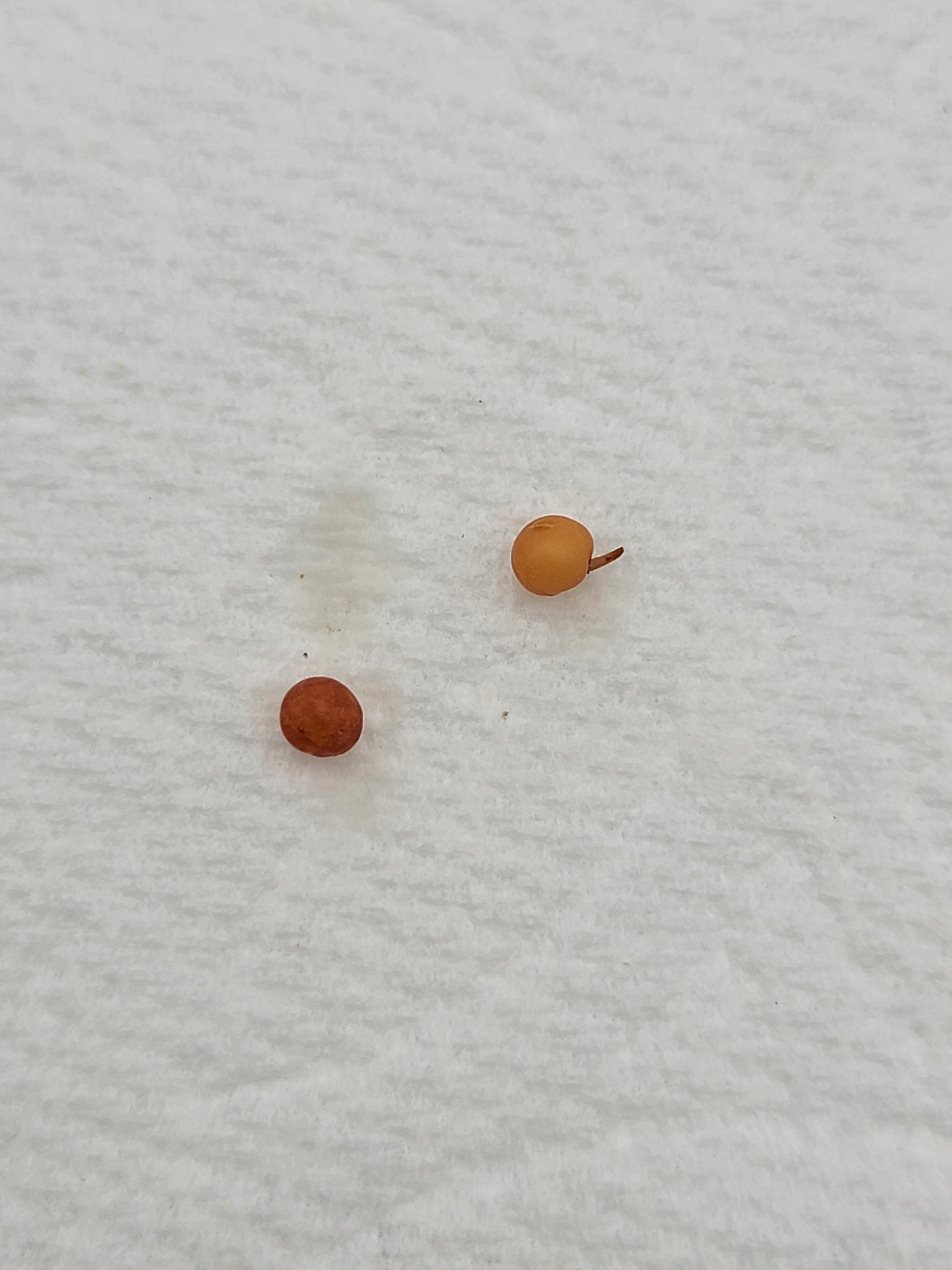 Drosera gigantea -Drosera -Rainbow Carnivorous Plants LLC