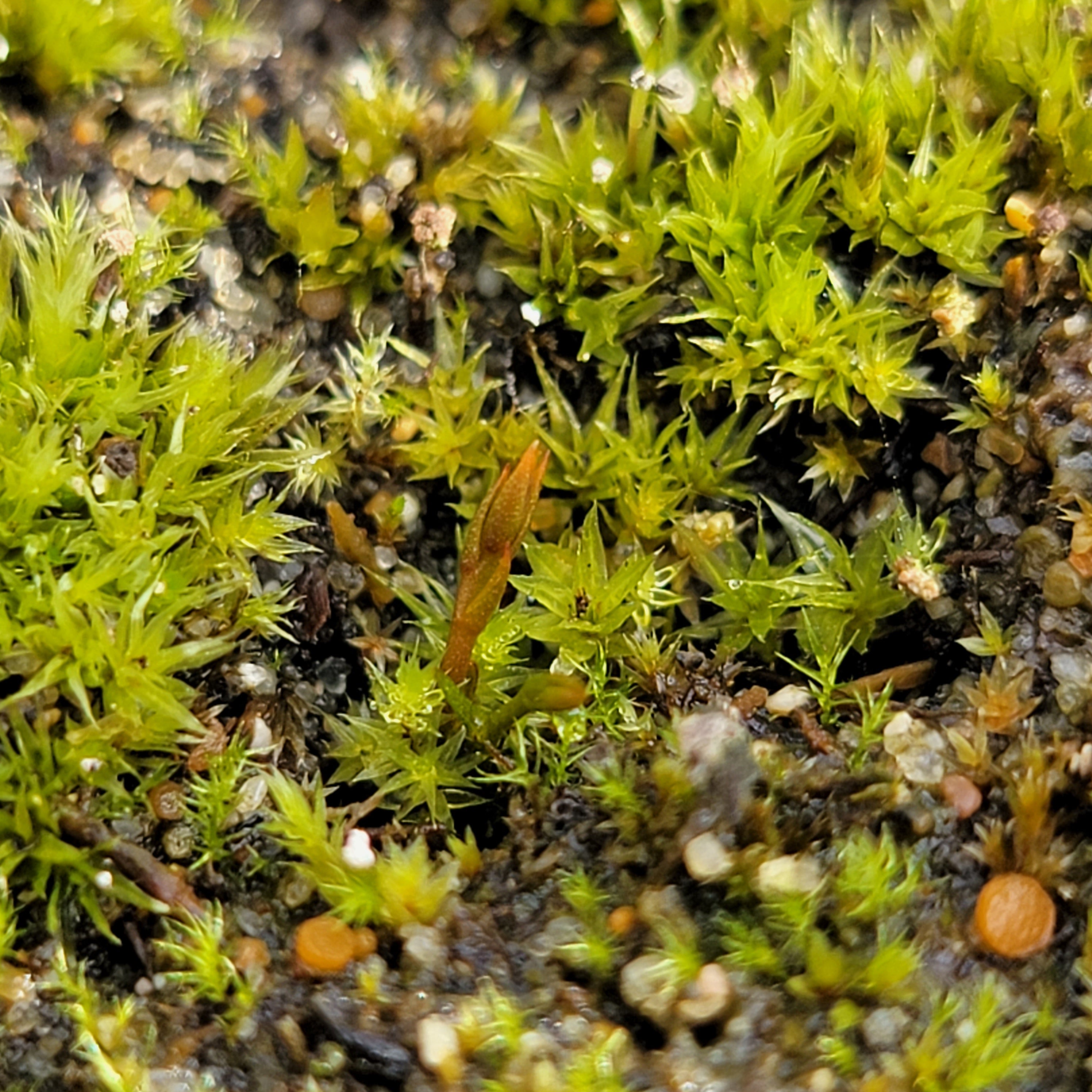 Drosera gigantea -Drosera -Rainbow Carnivorous Plants LLC