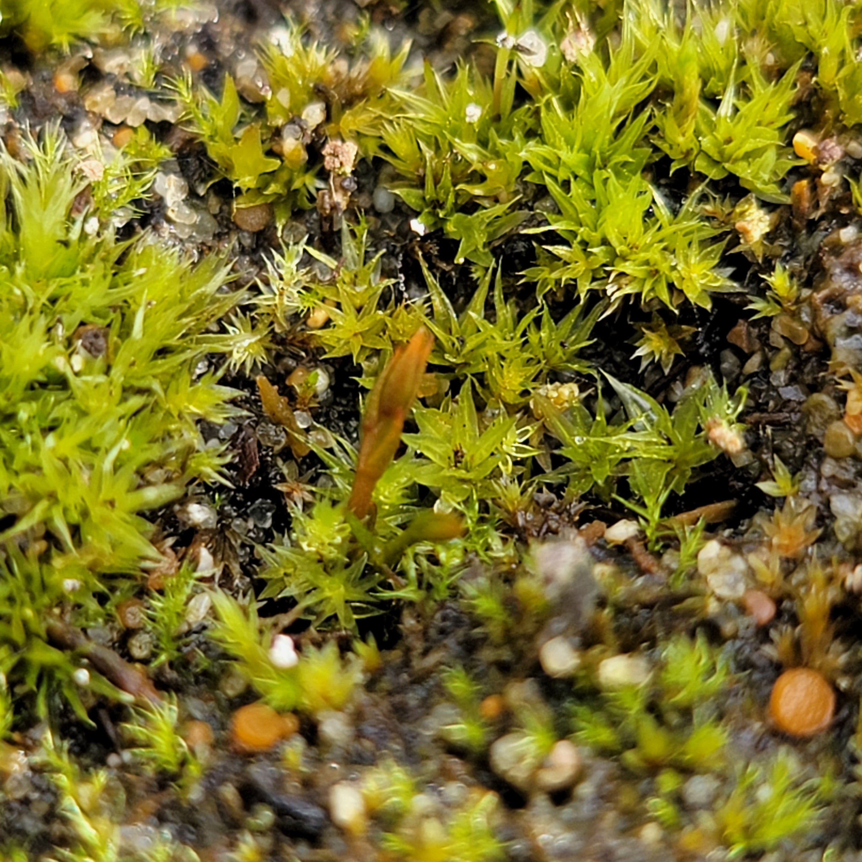 Drosera gigantea -Drosera -Rainbow Carnivorous Plants LLC