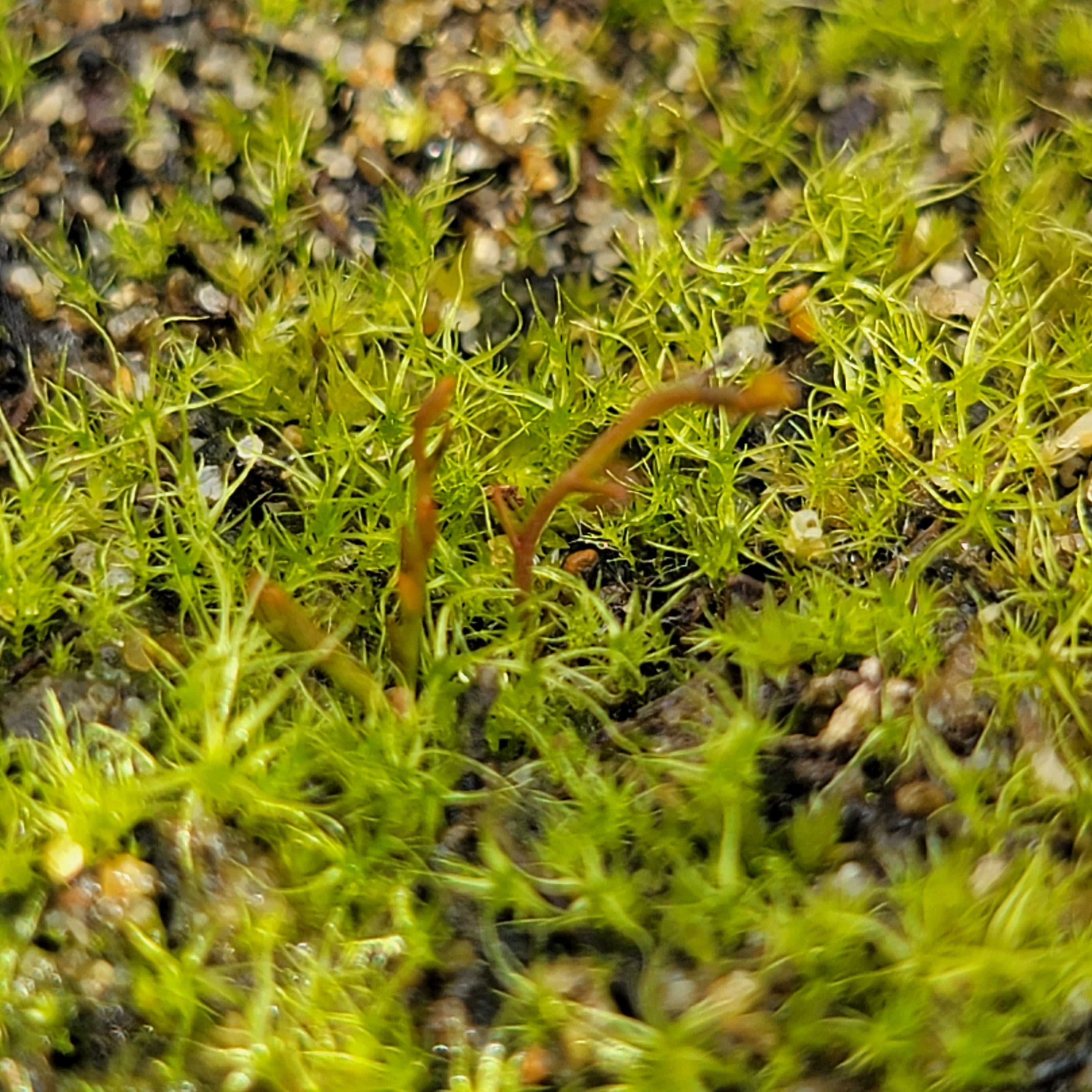 Drosera gigantea -Drosera -Rainbow Carnivorous Plants LLC