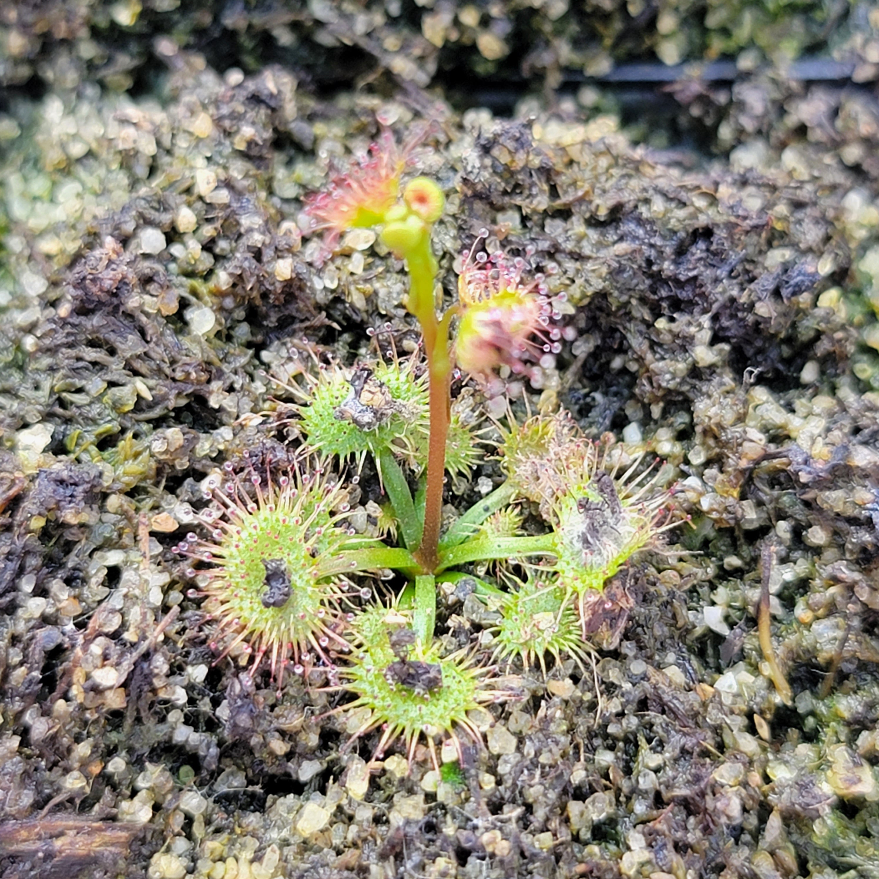 Drosera gunniana {The Rock, NSW, AU} -Drosera -Rainbow Carnivorous Plants LLC