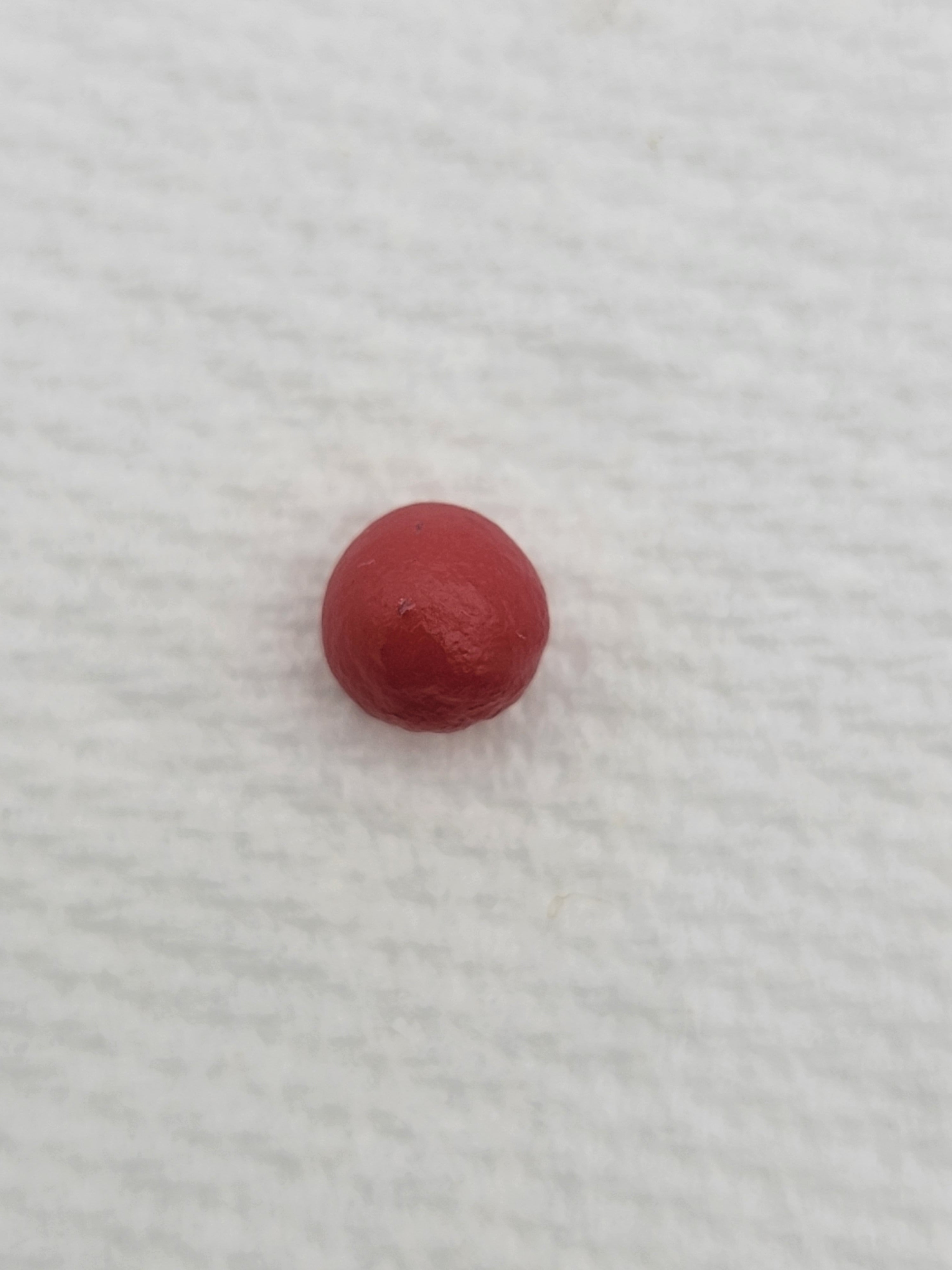 Drosera gracilis {Mount Buffalo, Victoria} -Drosera -Rainbow Carnivorous Plants LLC