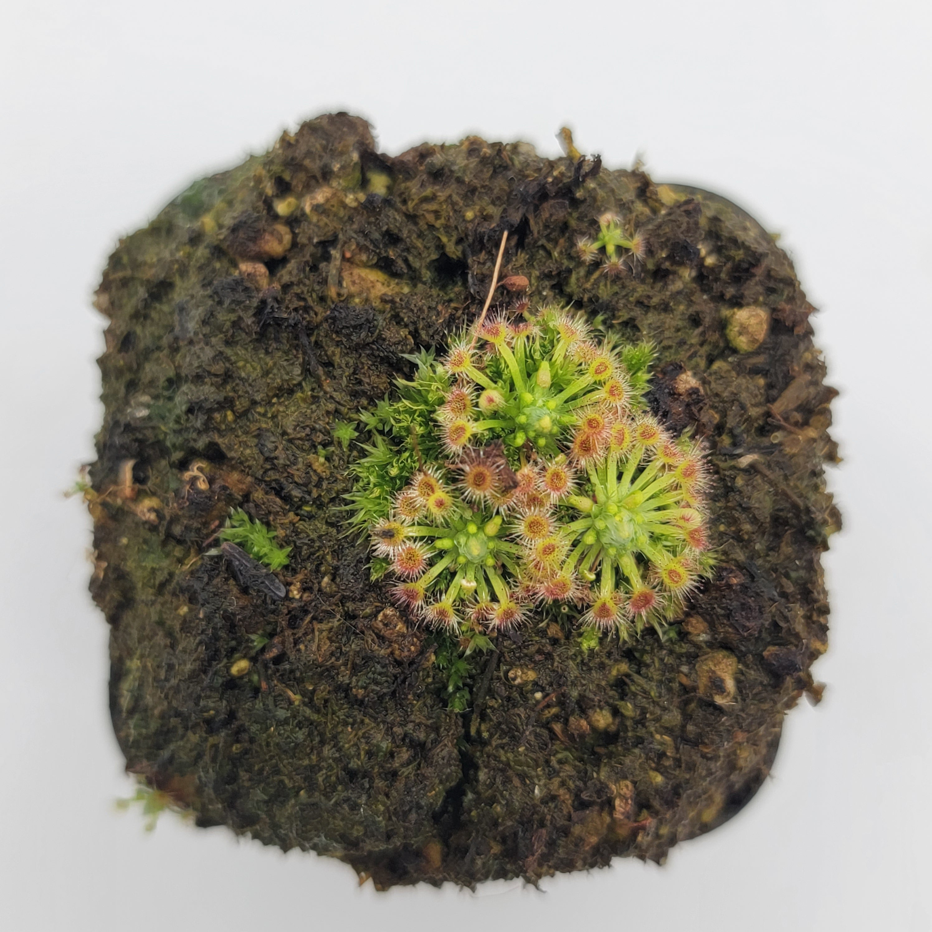 Drosera helodes x pulchella - -Rainbow Carnivorous Plants LLC