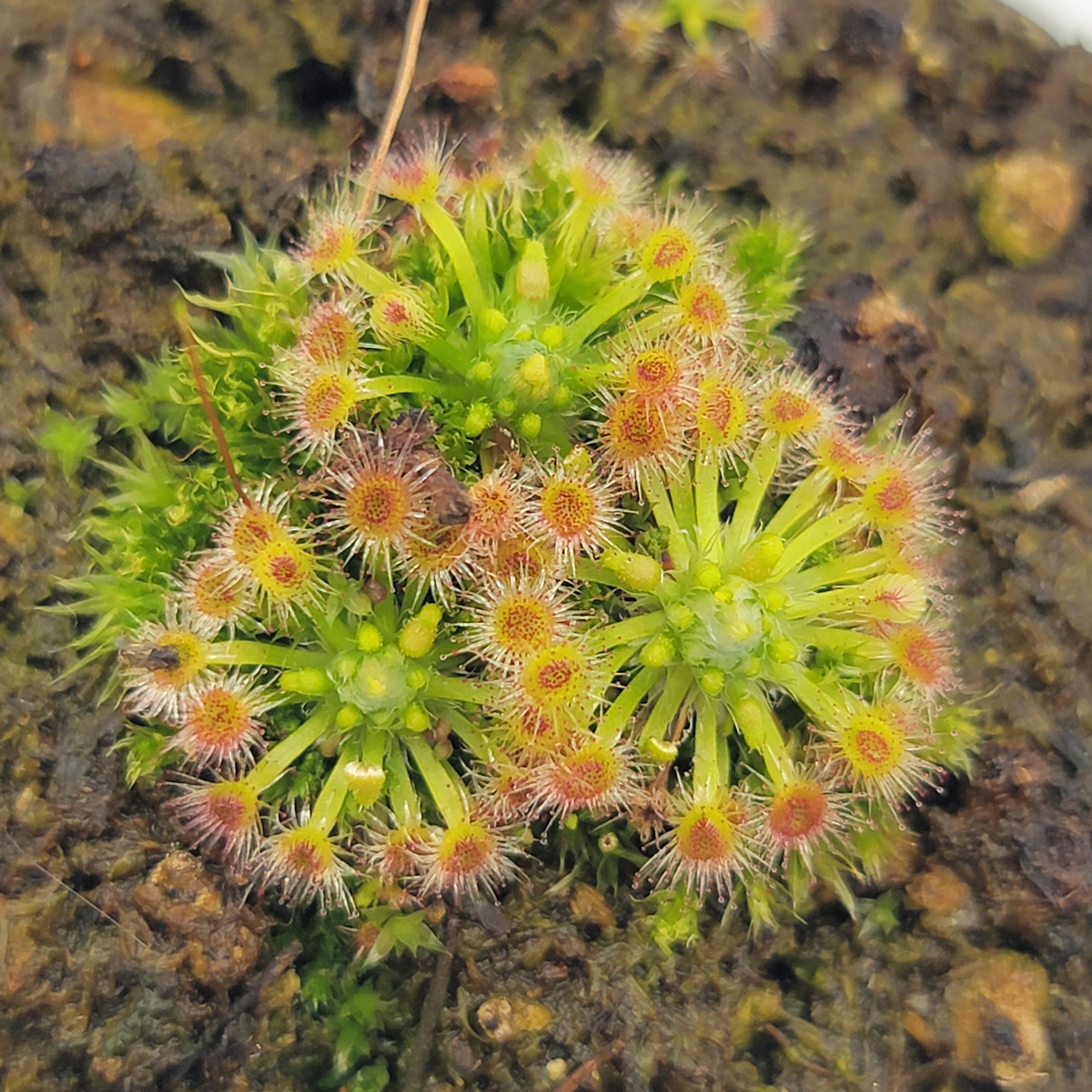 Drosera helodes x pulchella - -Rainbow Carnivorous Plants LLC