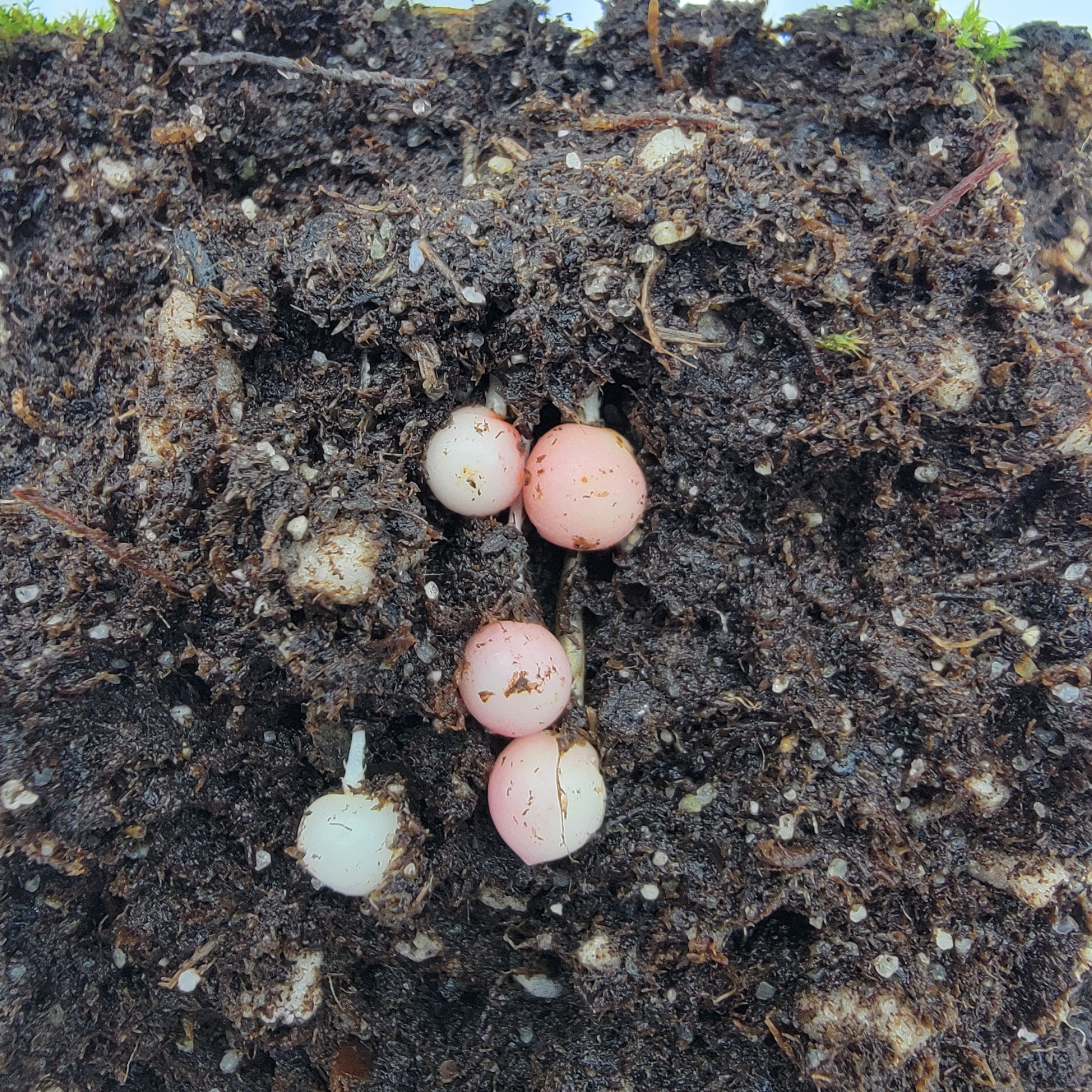 Drosera hookeri (2-3 tubers per order) - Rainbow Carnivorous Plants LLC