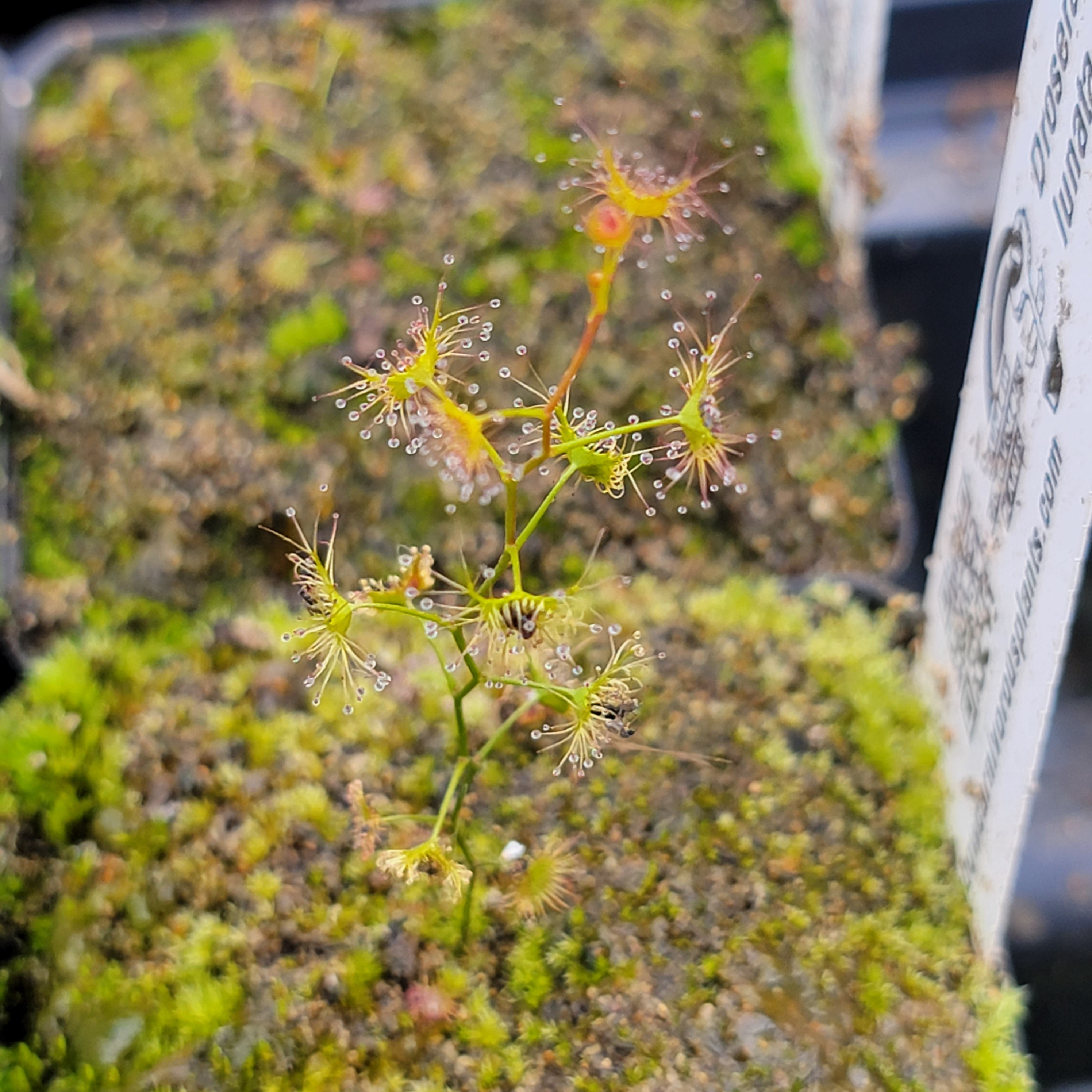 Drosera lunata -Drosera -Rainbow Carnivorous Plants LLC